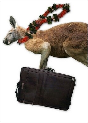 Kangaroo Tourist