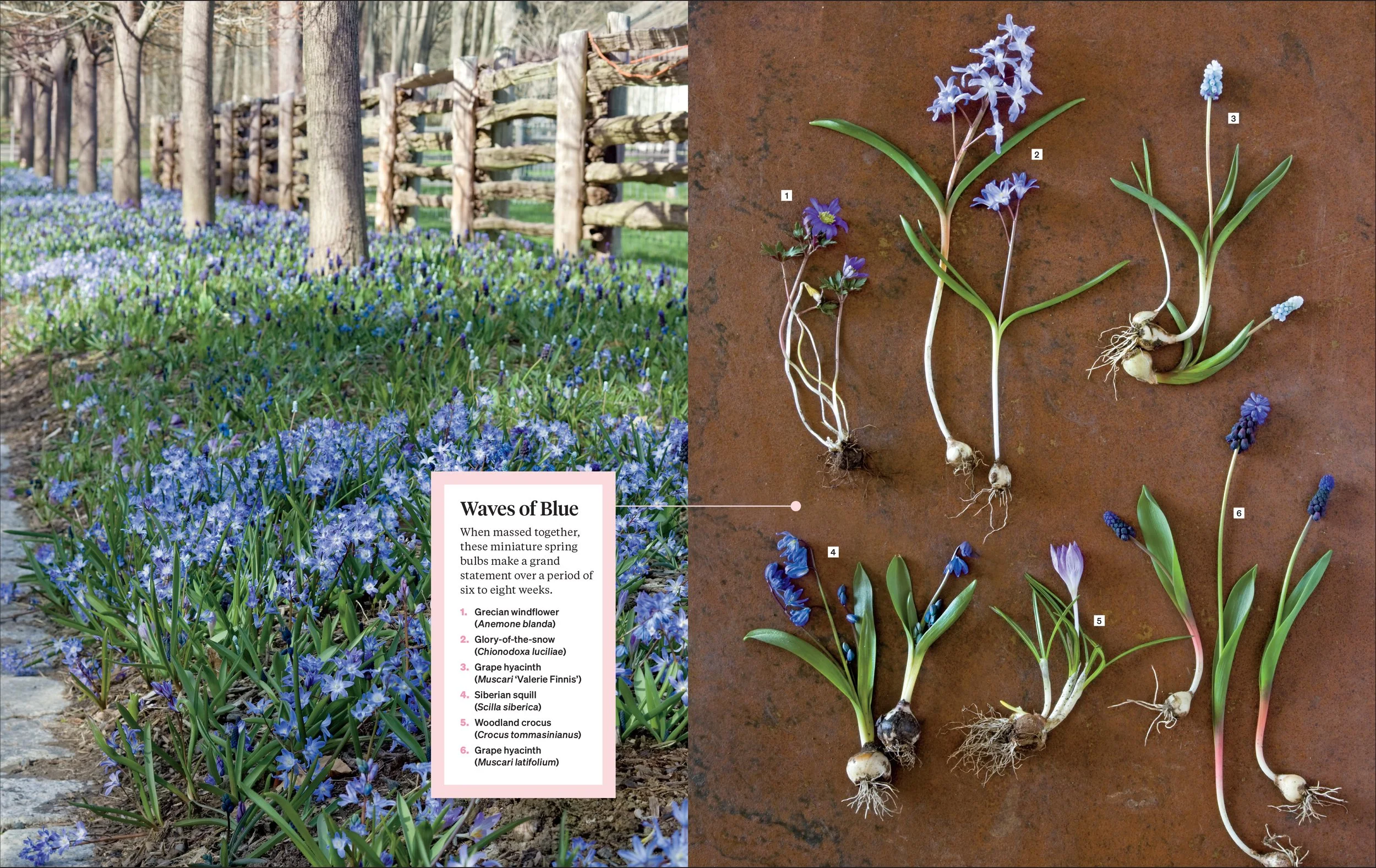 MS GARDENING_5p_v1-6.jpg