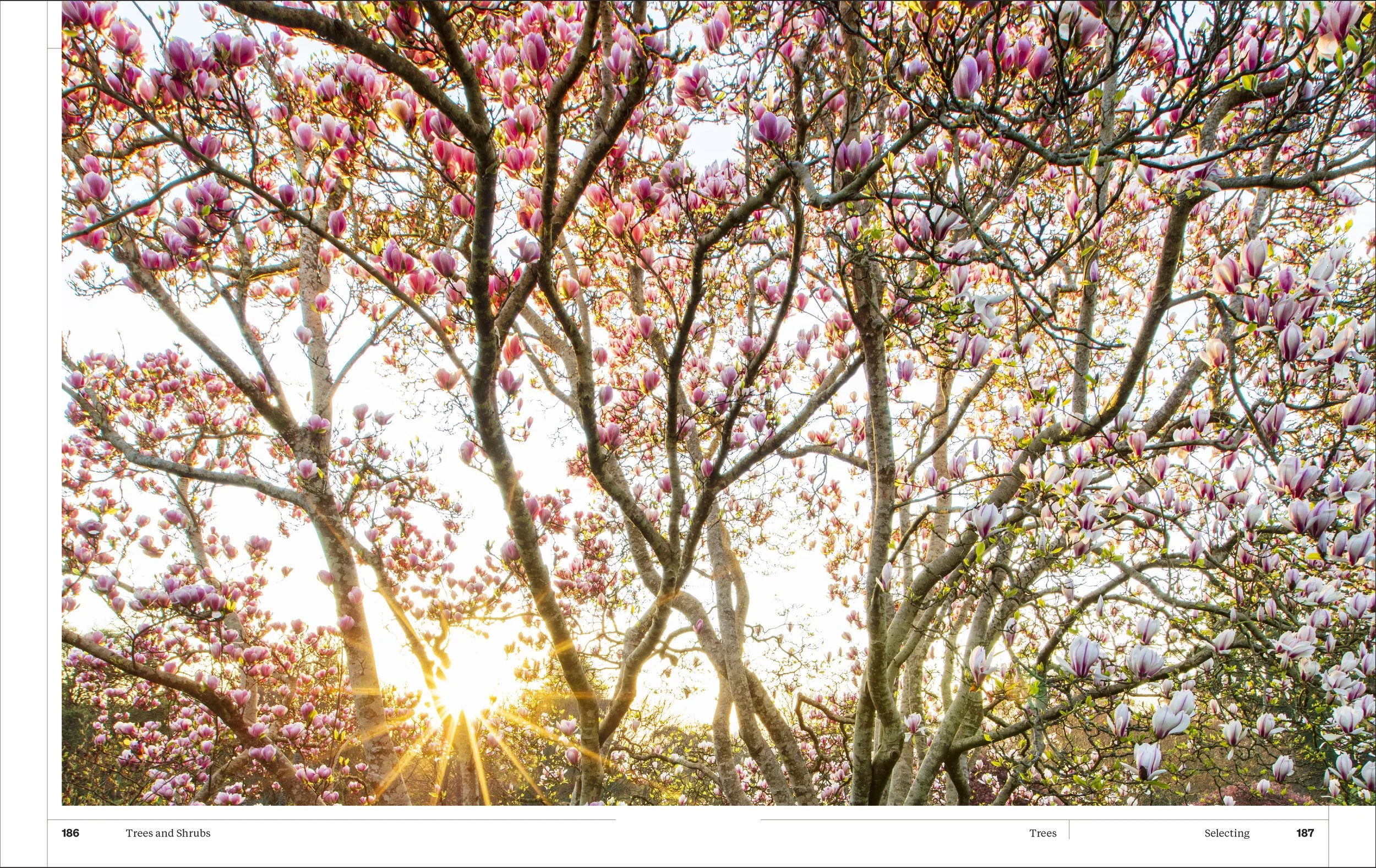 MS GARDENING_5p_v1-10.jpg