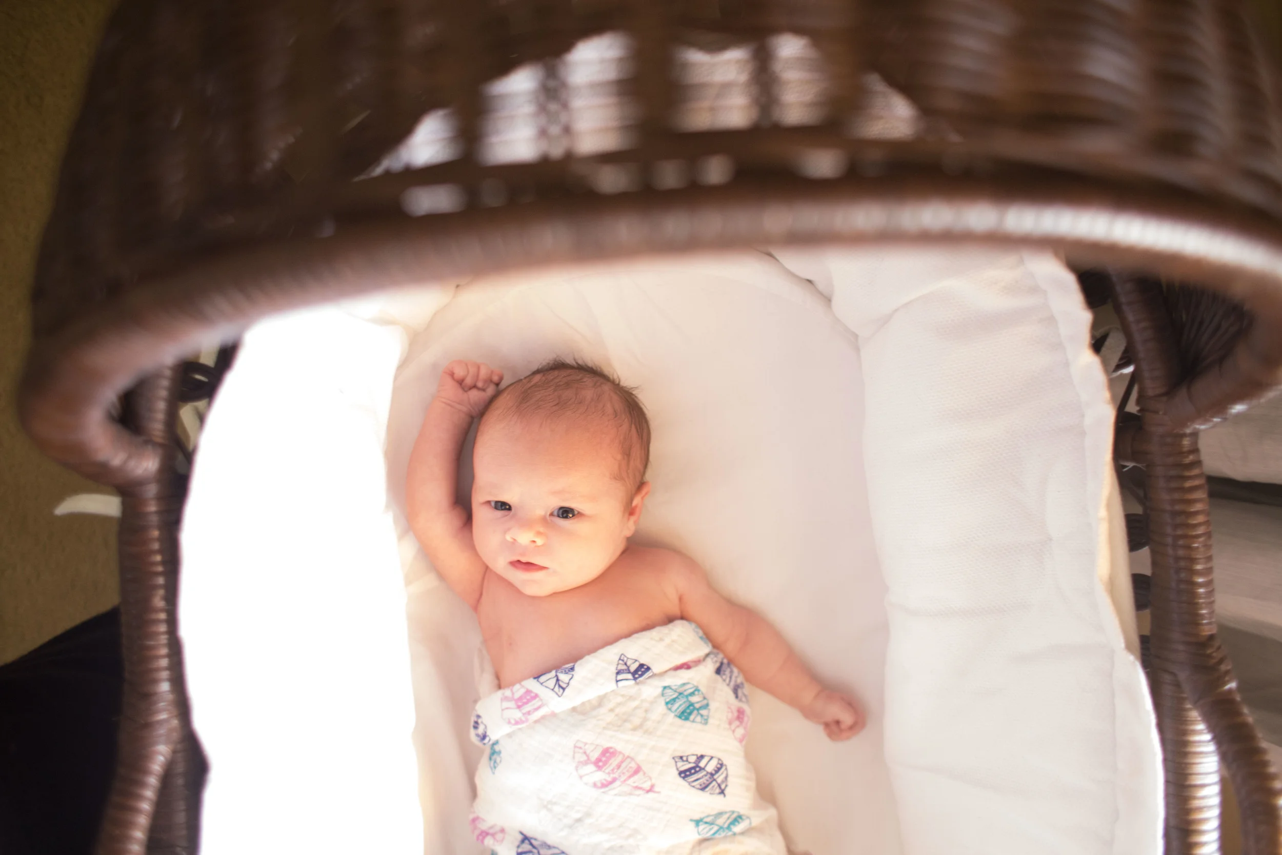 Maddison Rose 2.25.2016