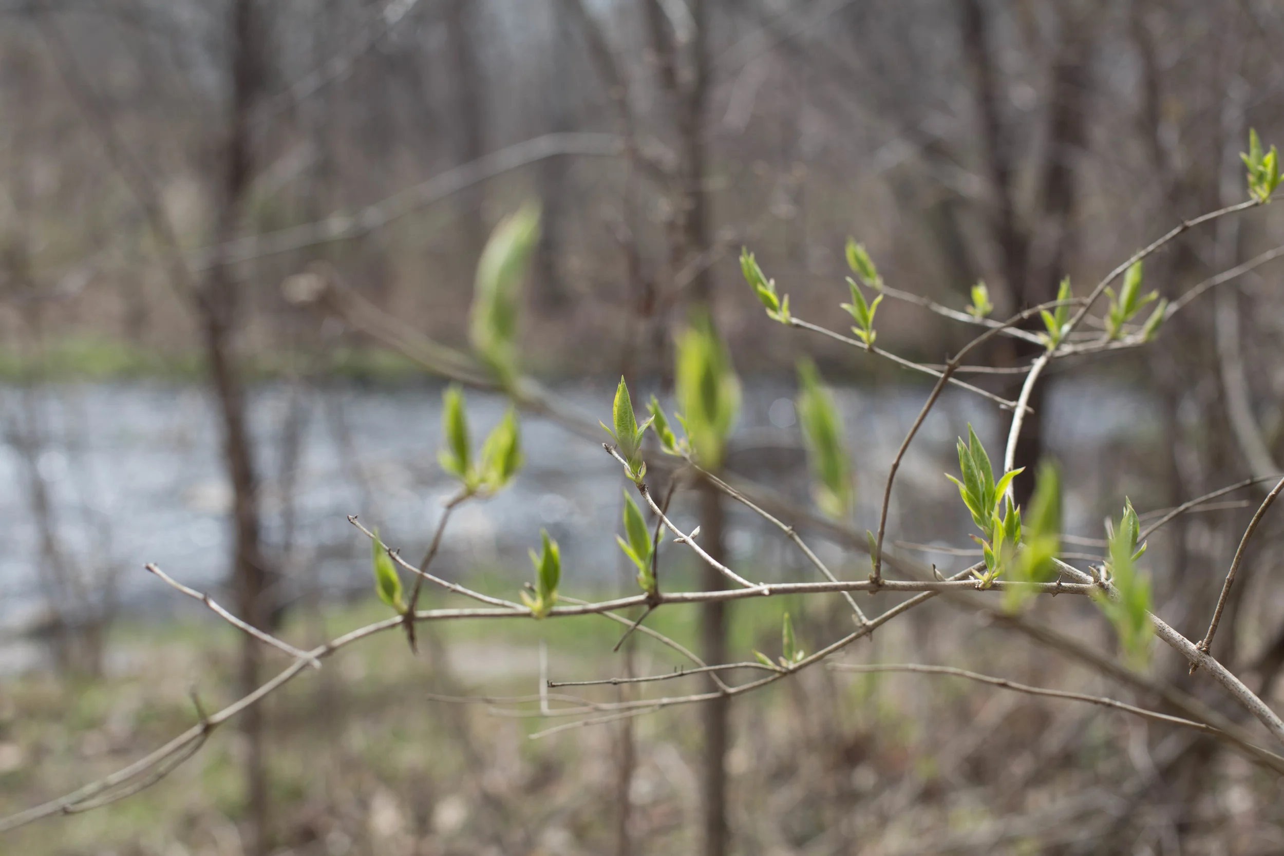 Black Family 4.11.2016