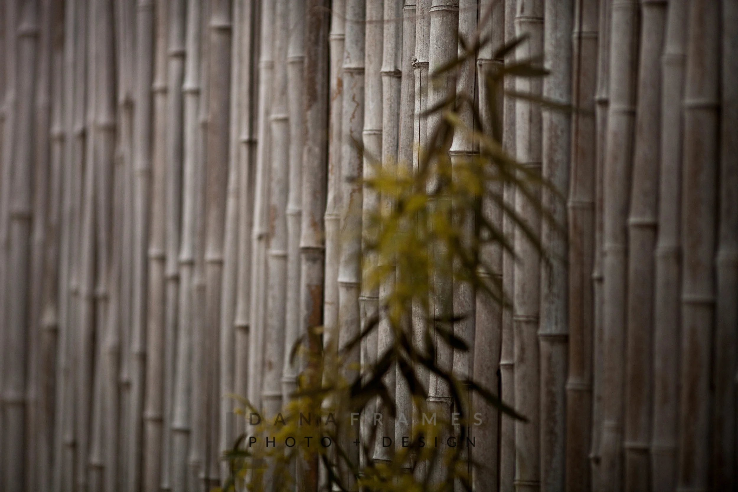 It's pretty cool at the San Diego Zoo