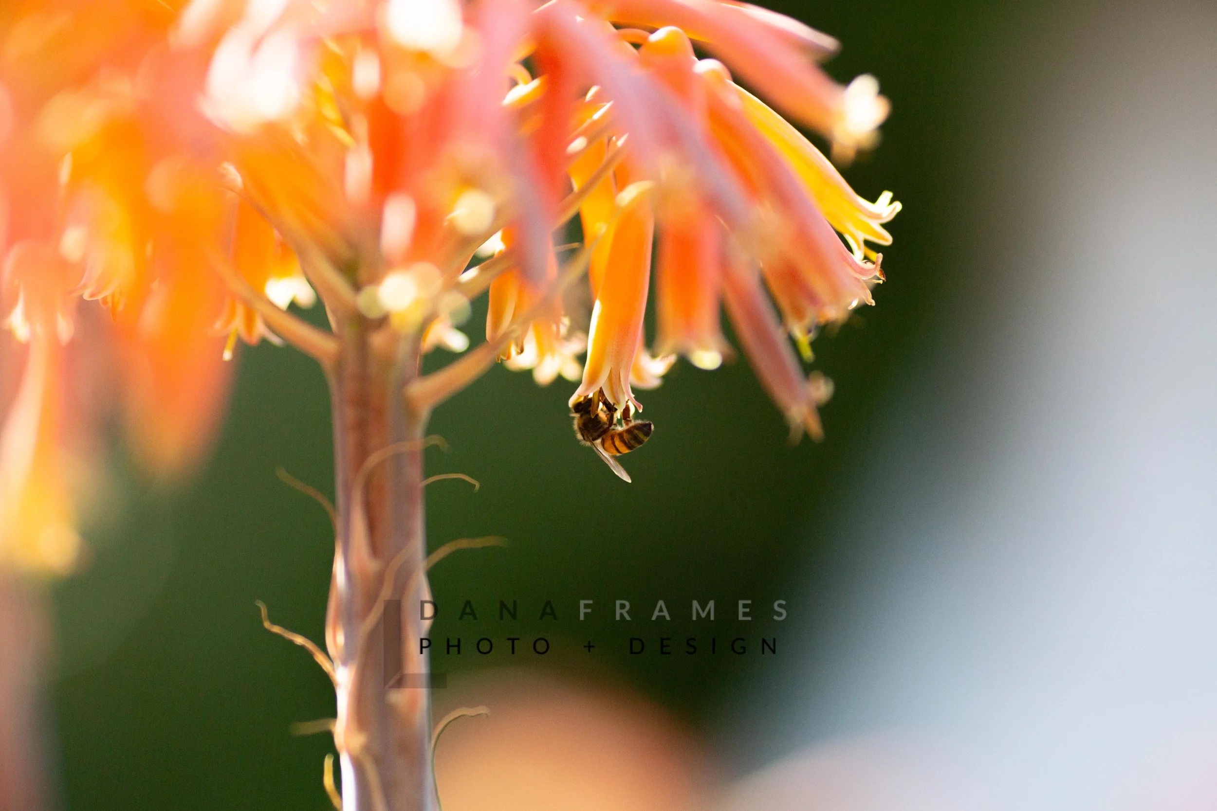 DanaFramesPhoto+Design-34.jpg