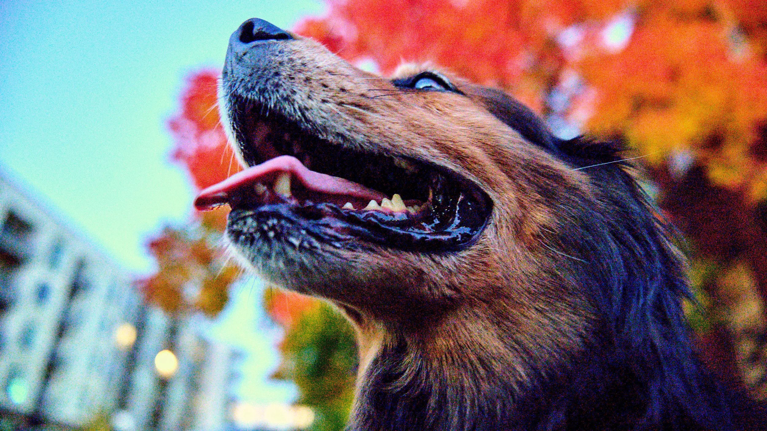 11.08.25 Fall in Birmingham-DMS_1060.jpg