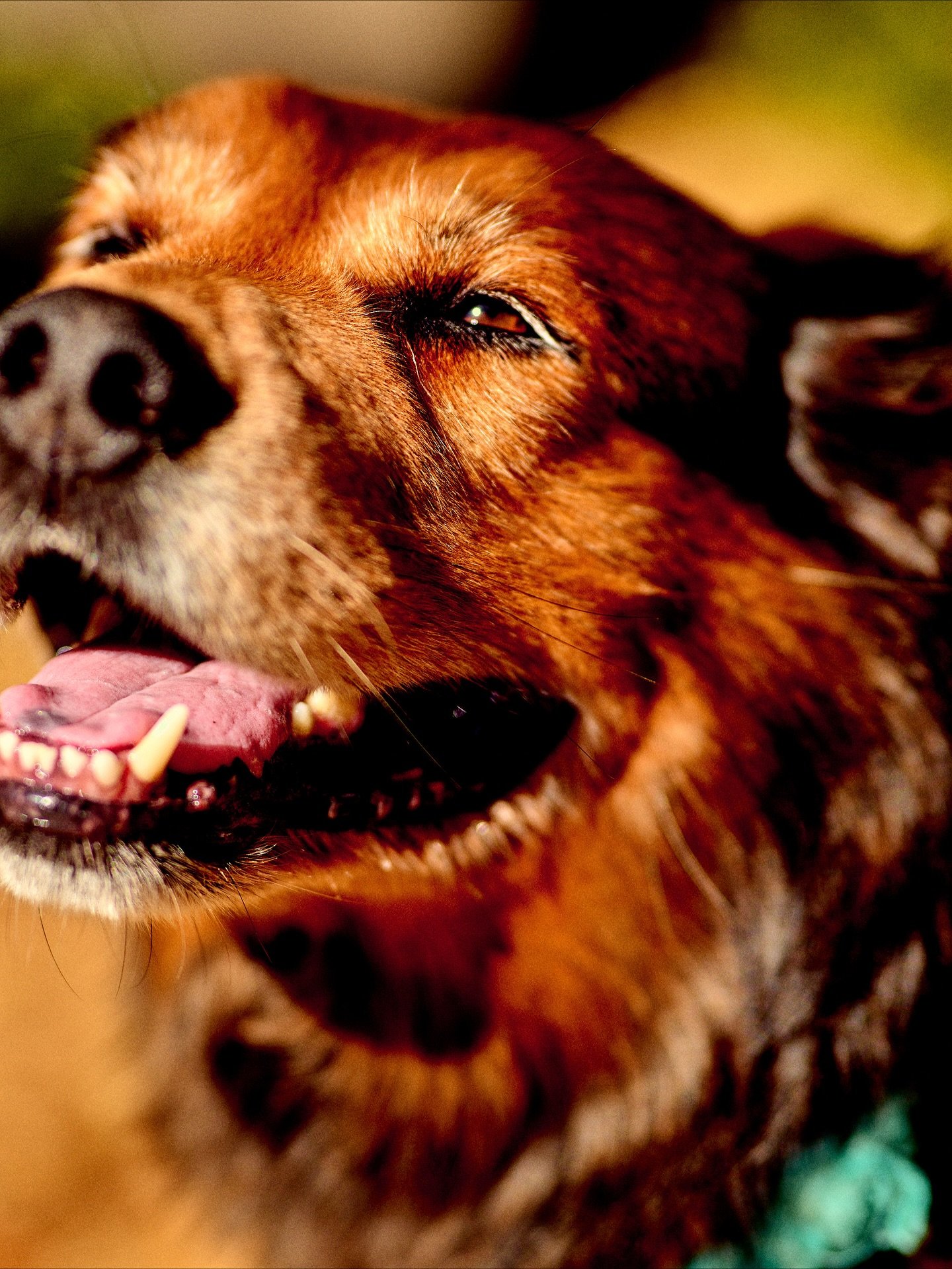 When Golden Hour meets The Golden Aura. Fall dog photos with @bhmbanks.