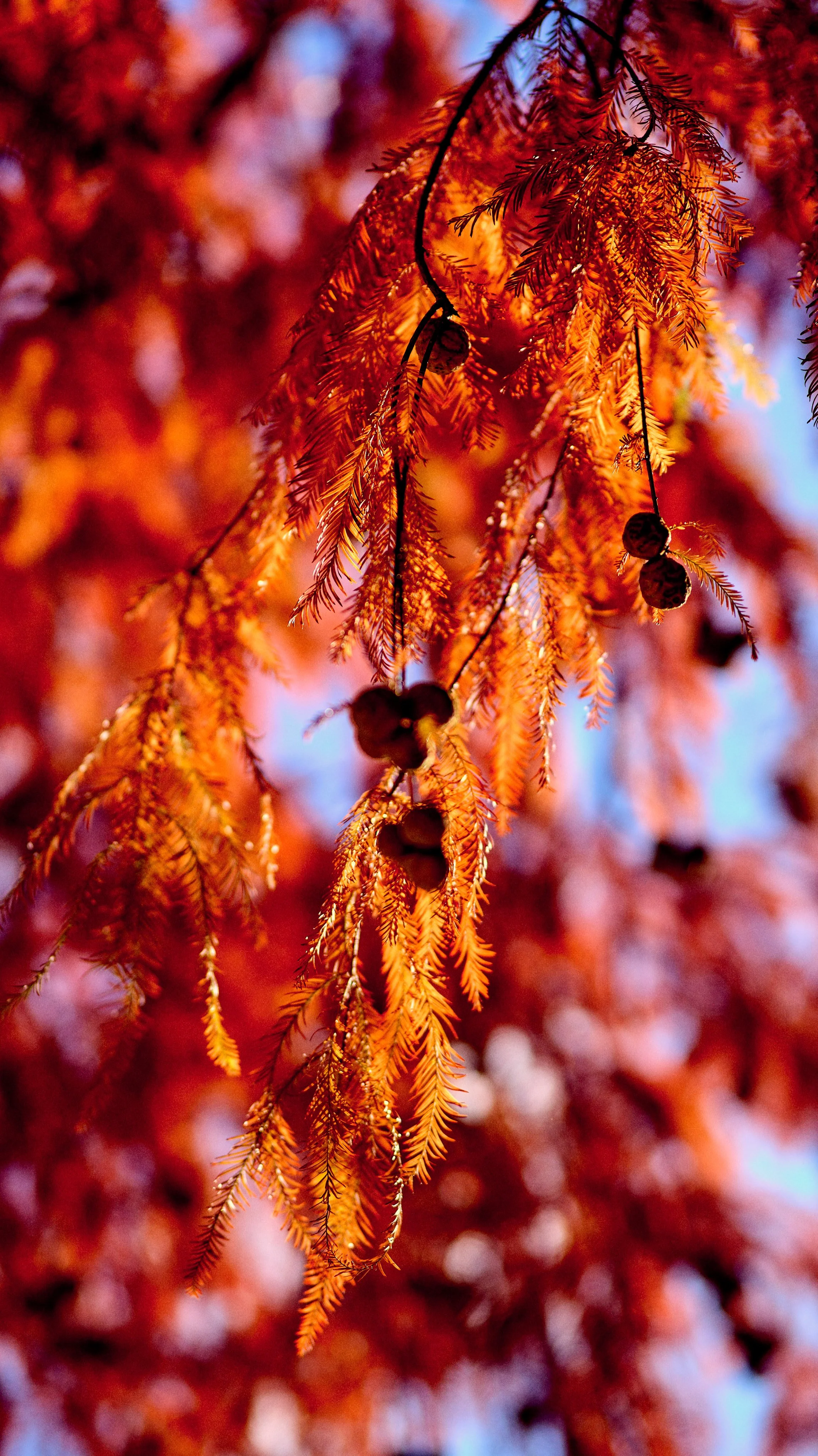 11.09.25 Fall in Birmingham-DMS_1080.jpg