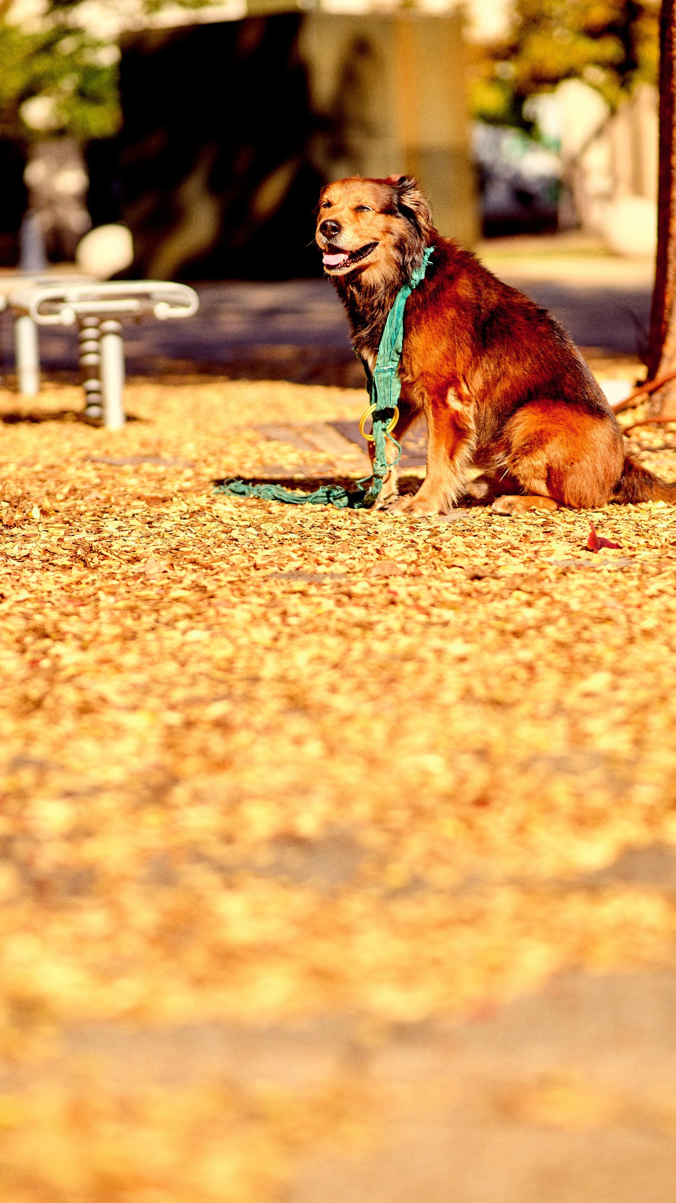 11.09.25 Fall in Birmingham-DMS_1084.jpg