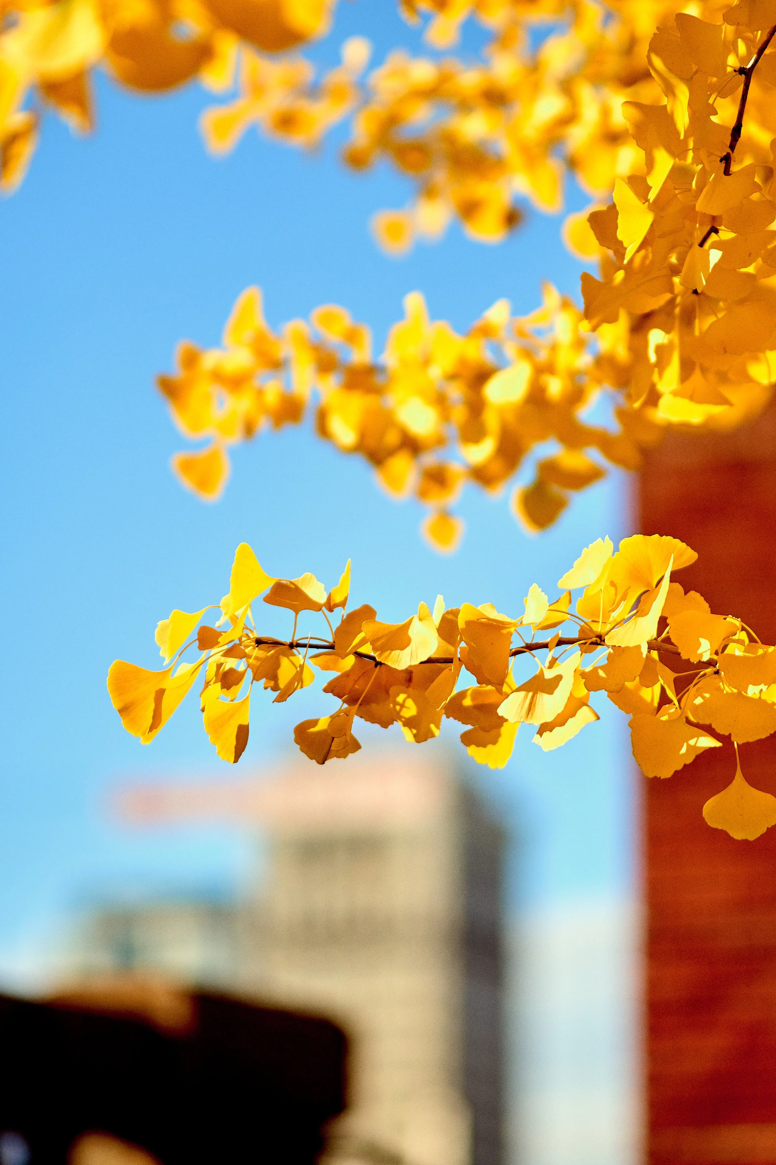 11.09.25 Fall in Birmingham-DMS_1099.jpg