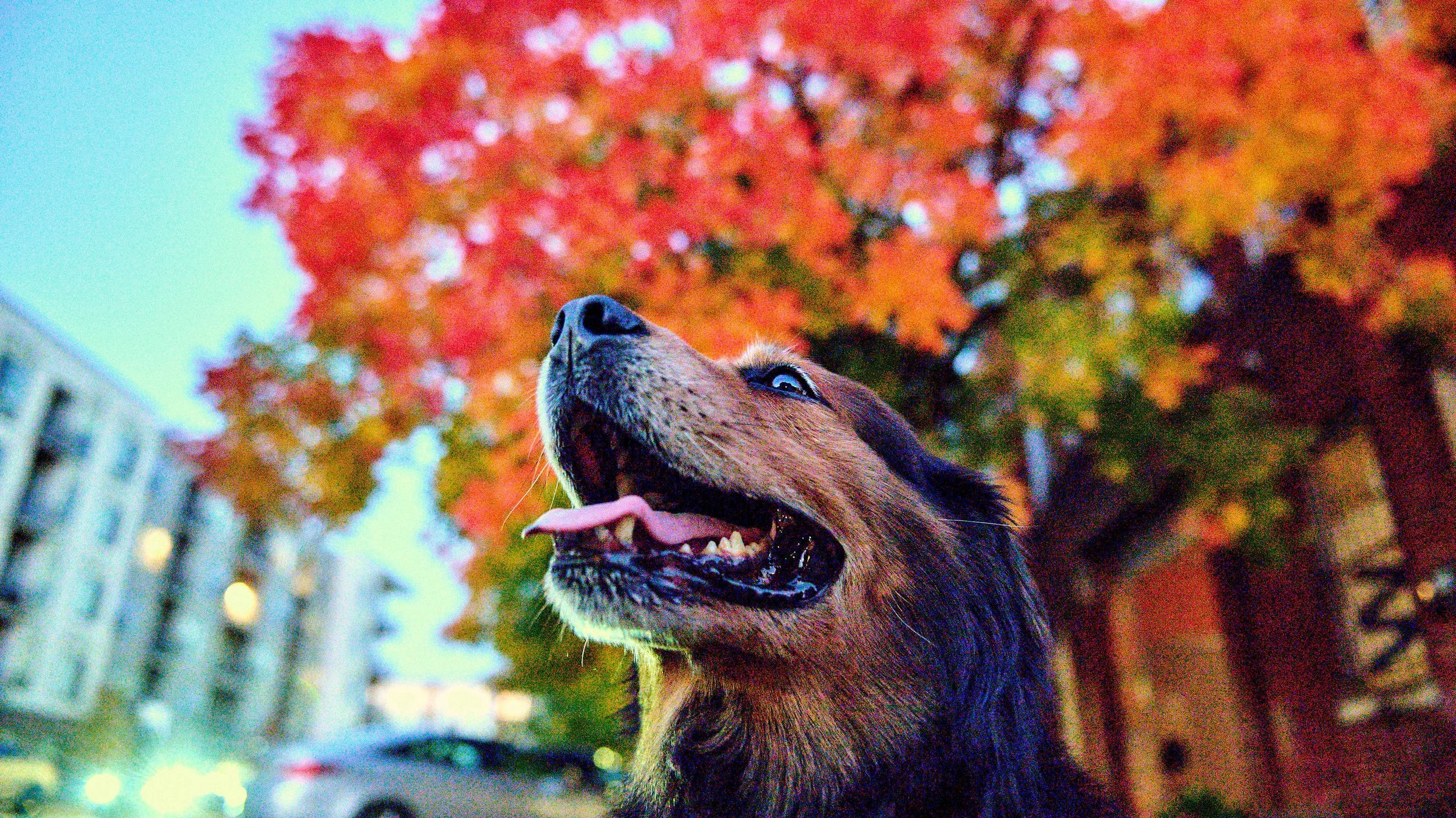 11.08.25 Fall in Birmingham-DMS_1061.jpg