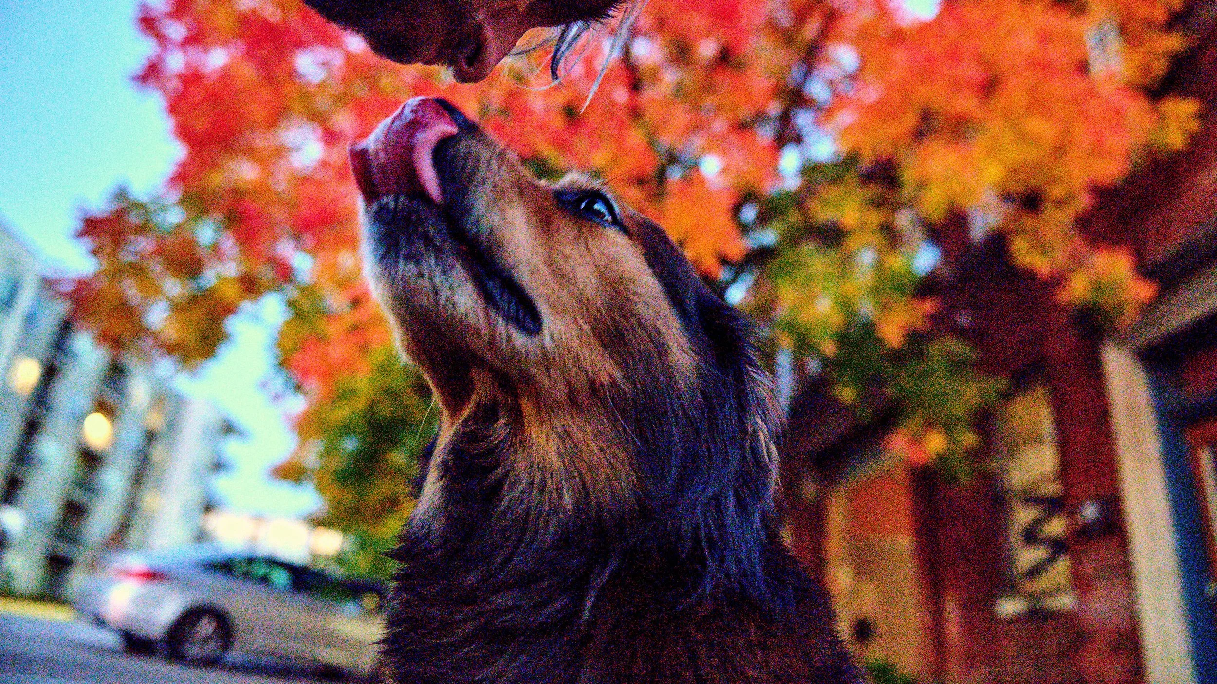 11.08.25 Fall in Birmingham-DMS_1063.jpg