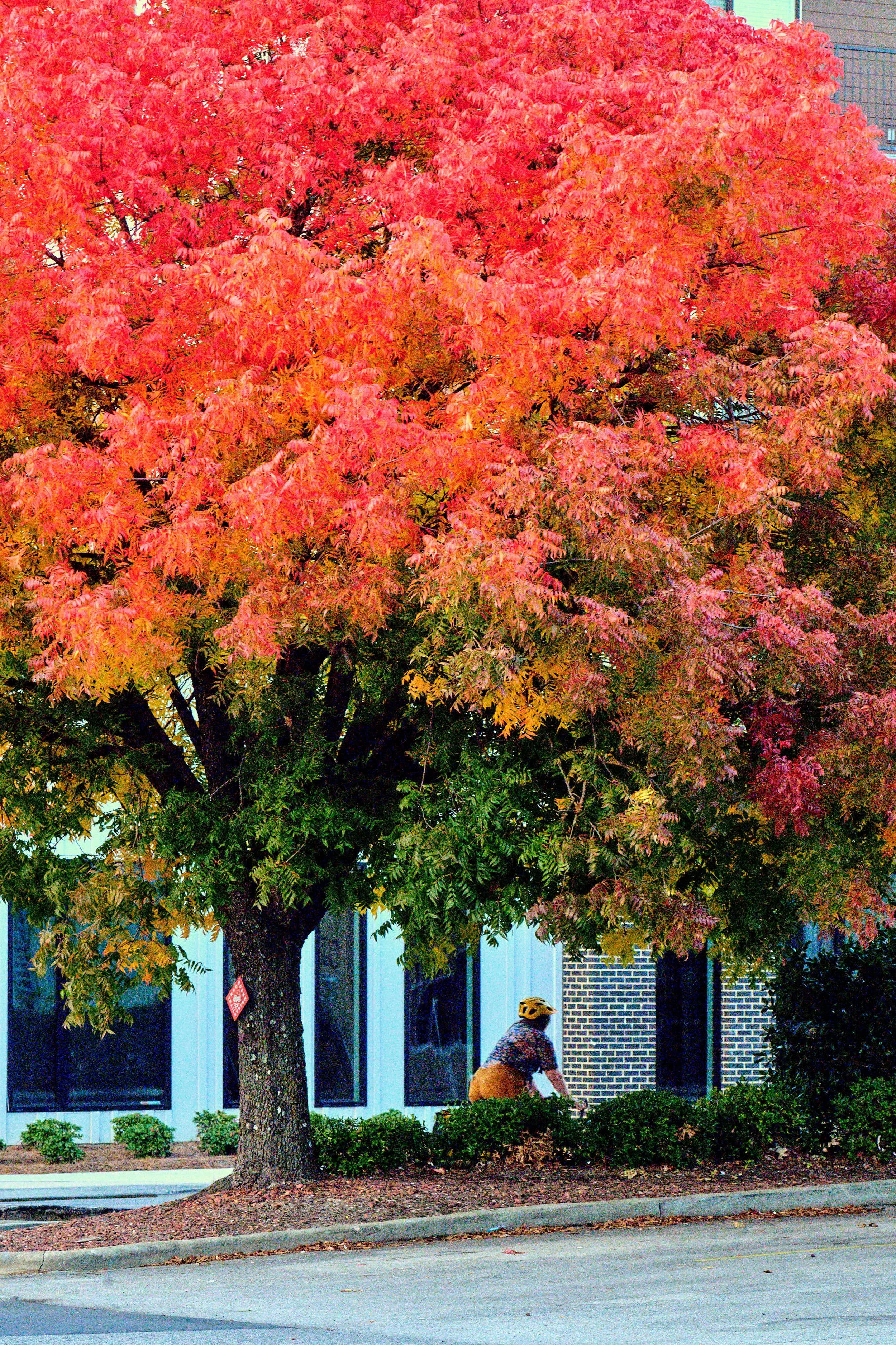 11.08.25 Fall in Birmingham-DMS_1044.jpg