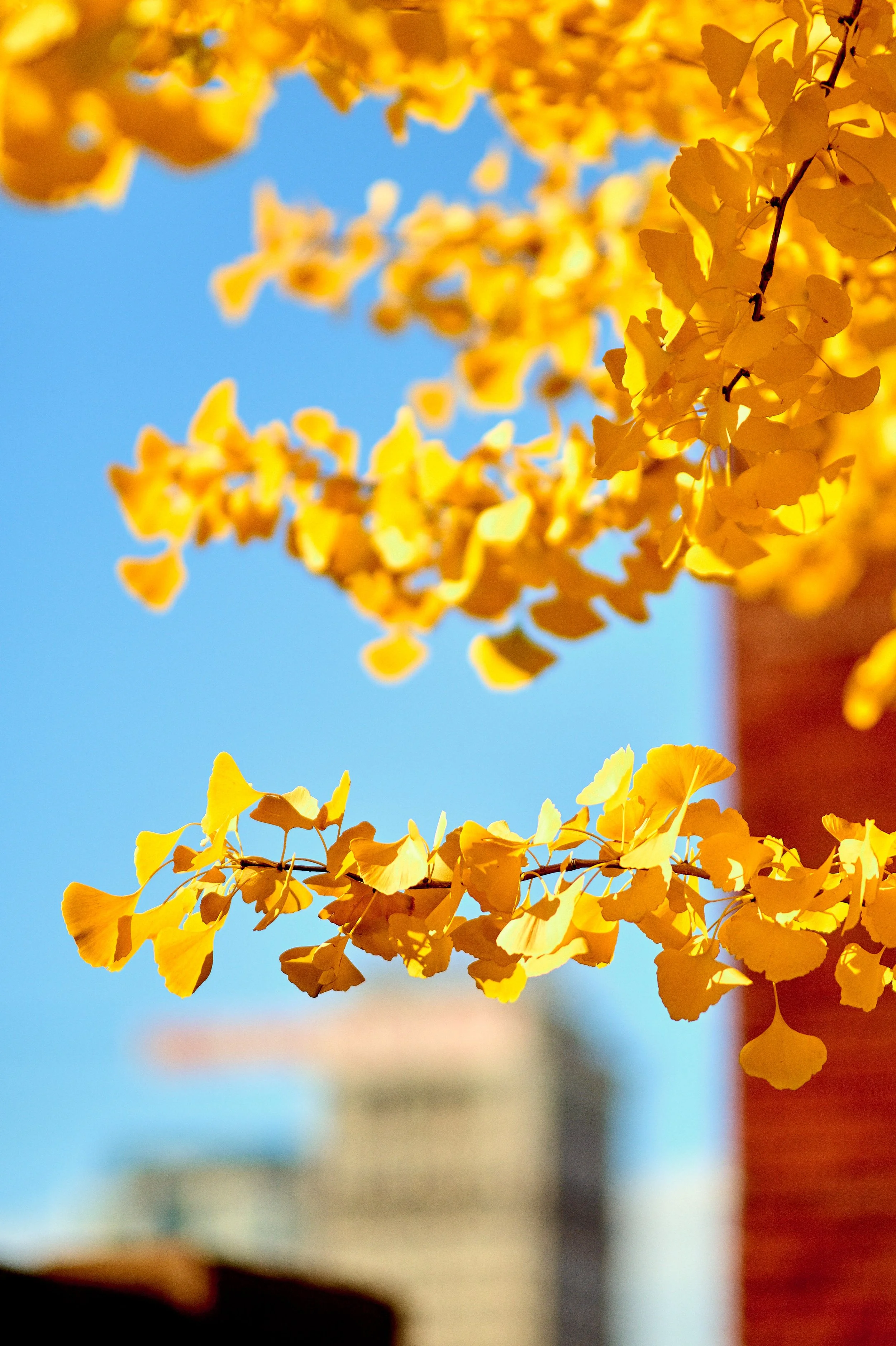 11.09.25 Fall in Birmingham-DMS_1100.jpg