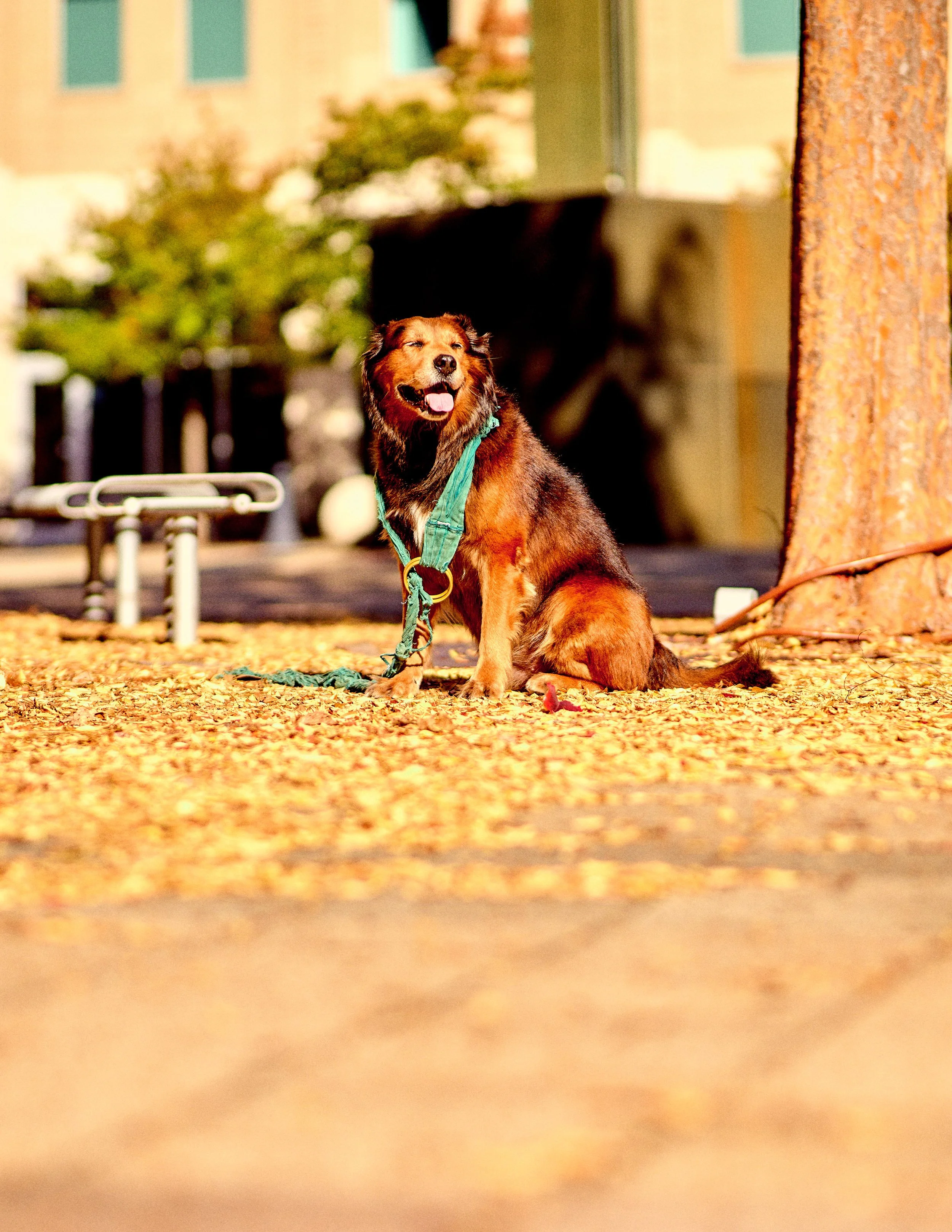 11.09.25 Fall in Birmingham-DMS_1089.jpg