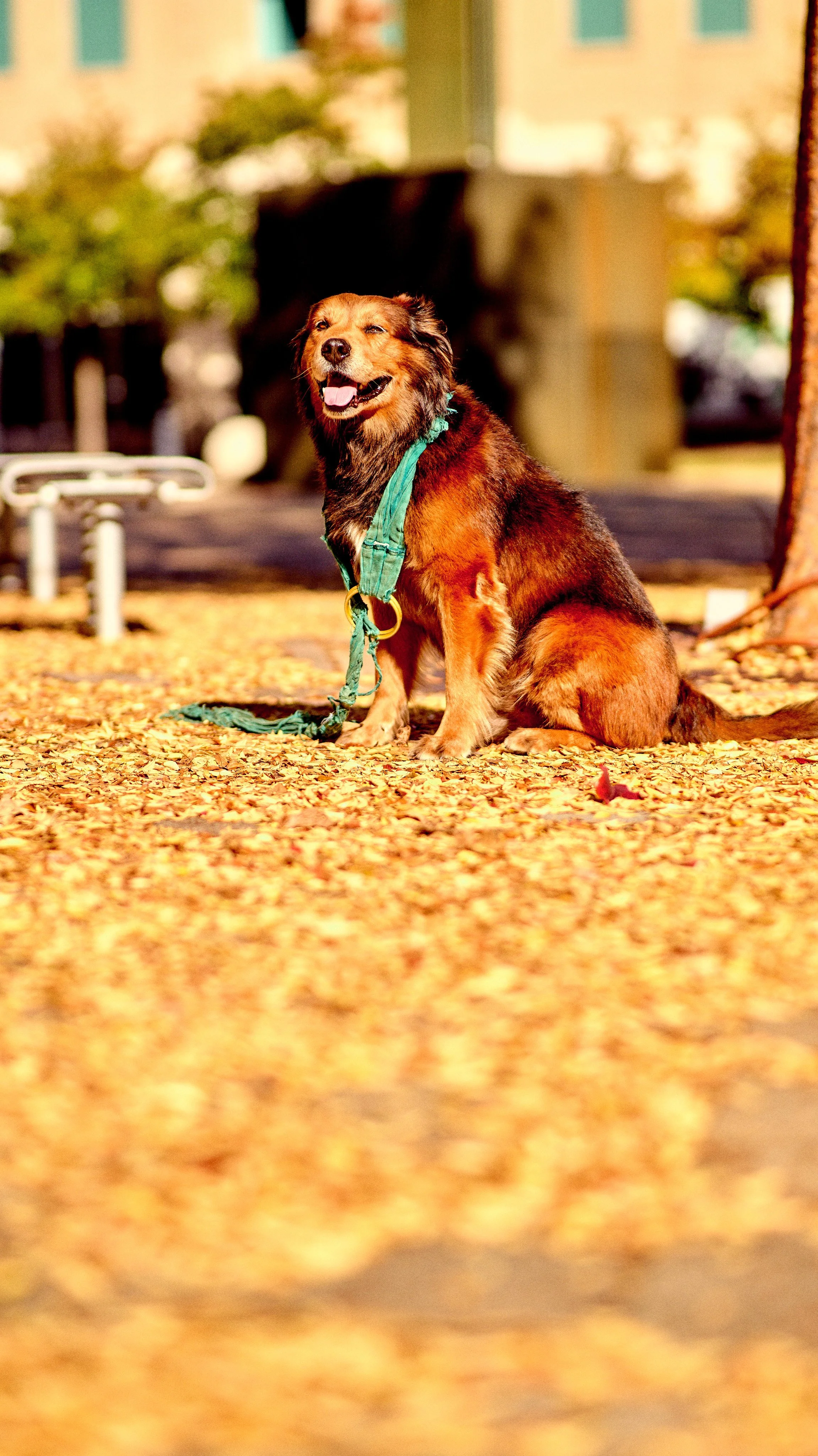 11.09.25 Fall in Birmingham-DMS_1086.jpg