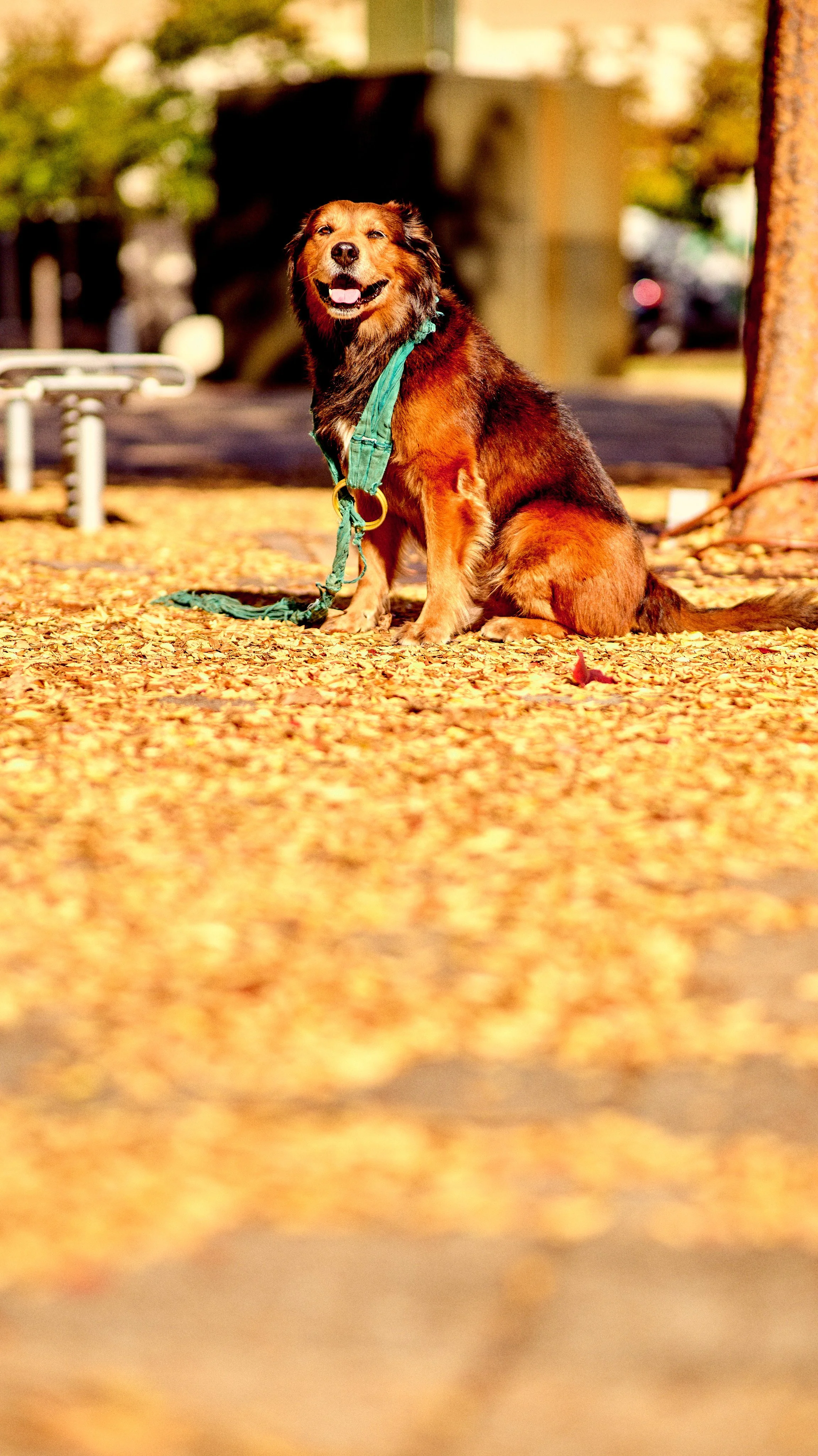 11.09.25 Fall in Birmingham-DMS_1085.jpg