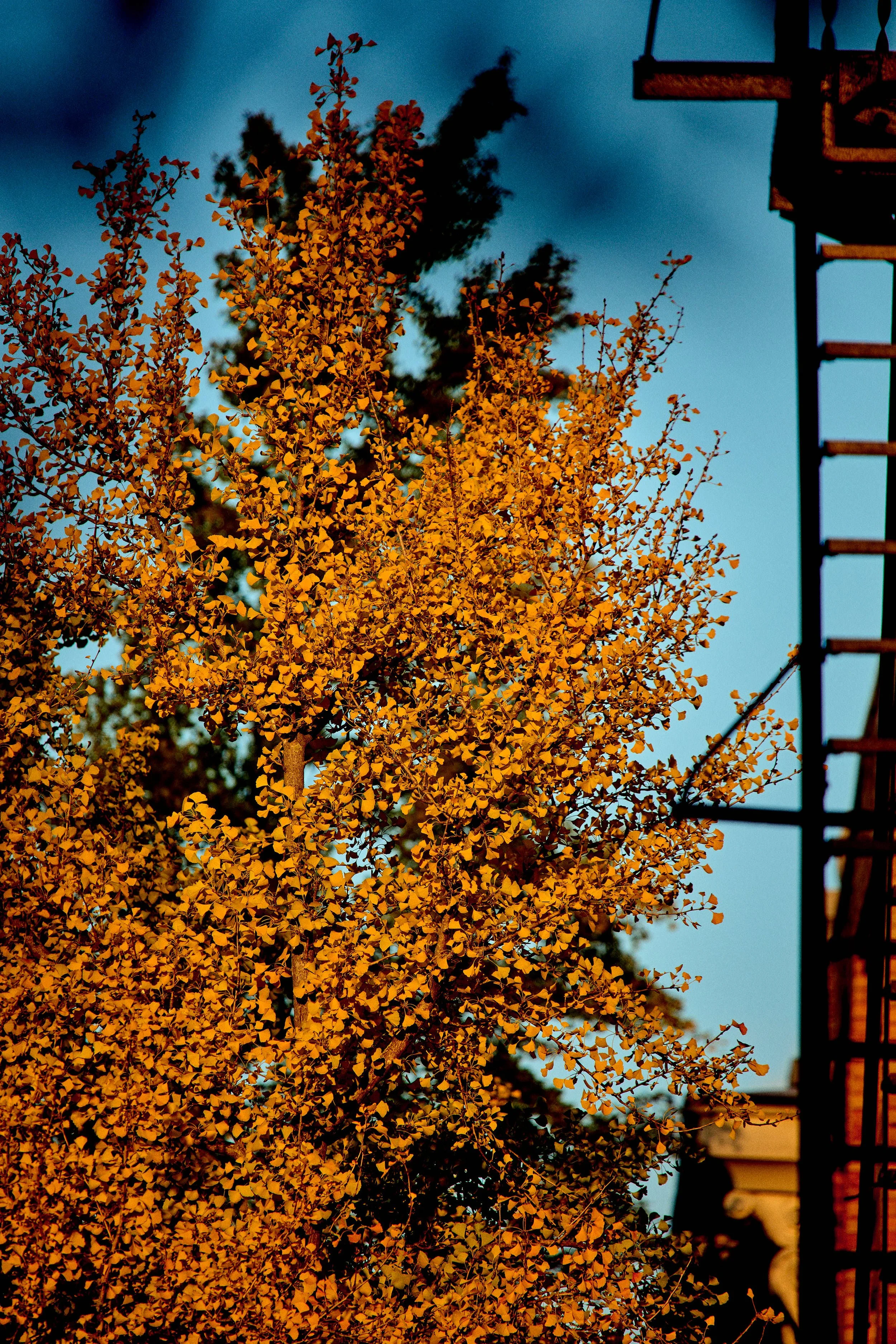 11.08.25 Fall in Birmingham-DMS_1033.jpg