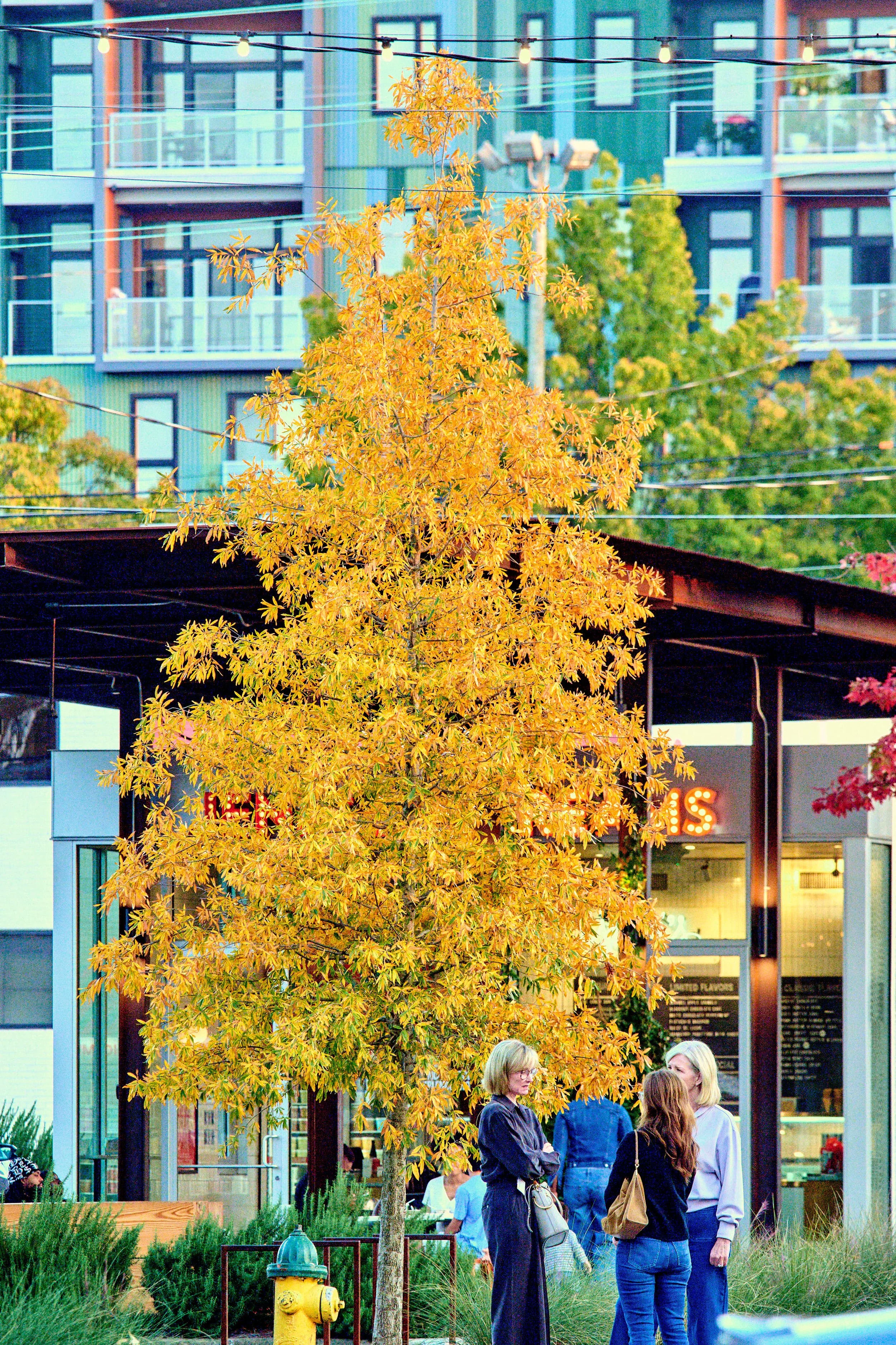 11.08.25 Fall in Birmingham-DMS_1042.jpg