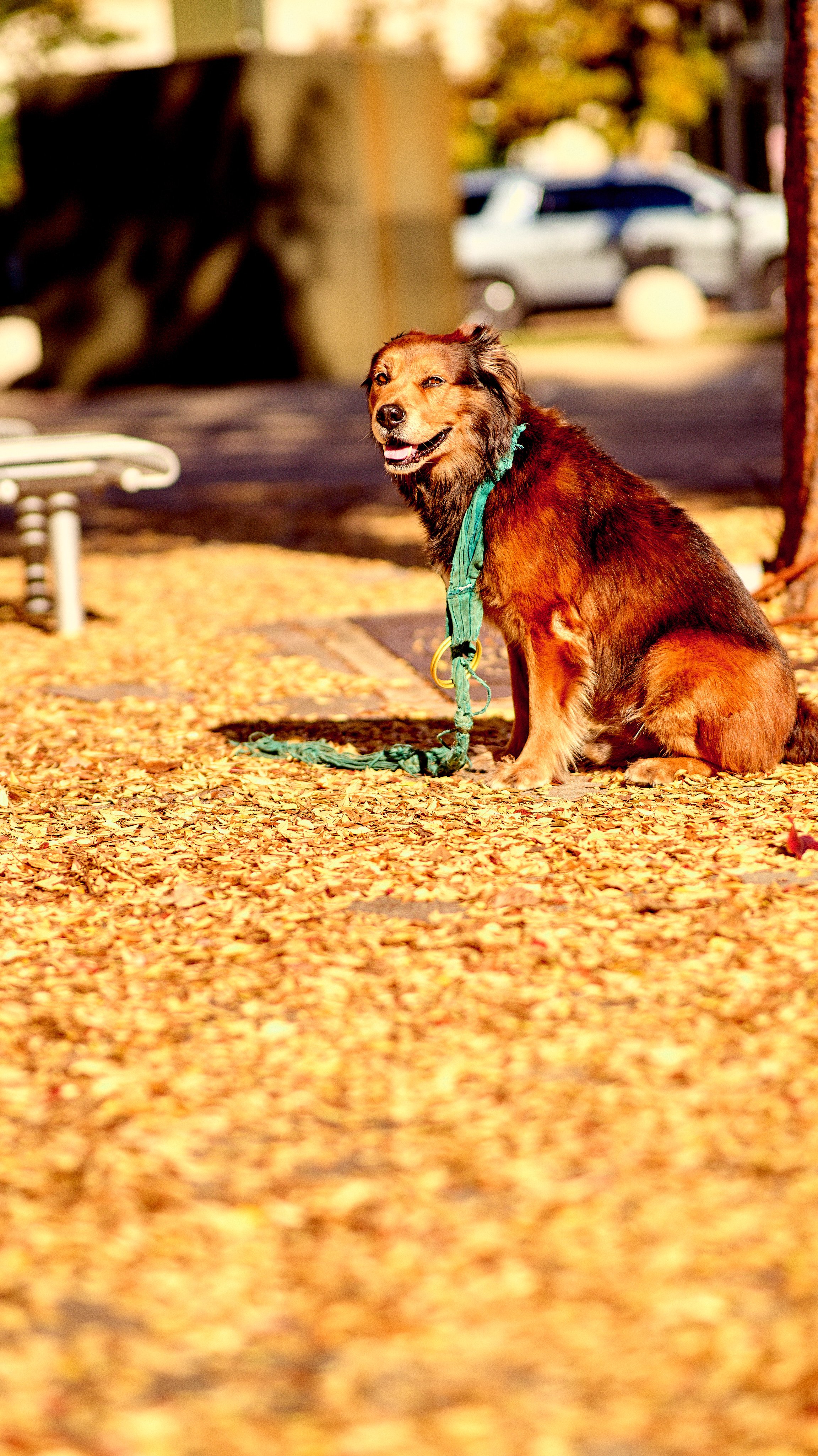 11.09.25 Fall in Birmingham-DMS_1082.jpg