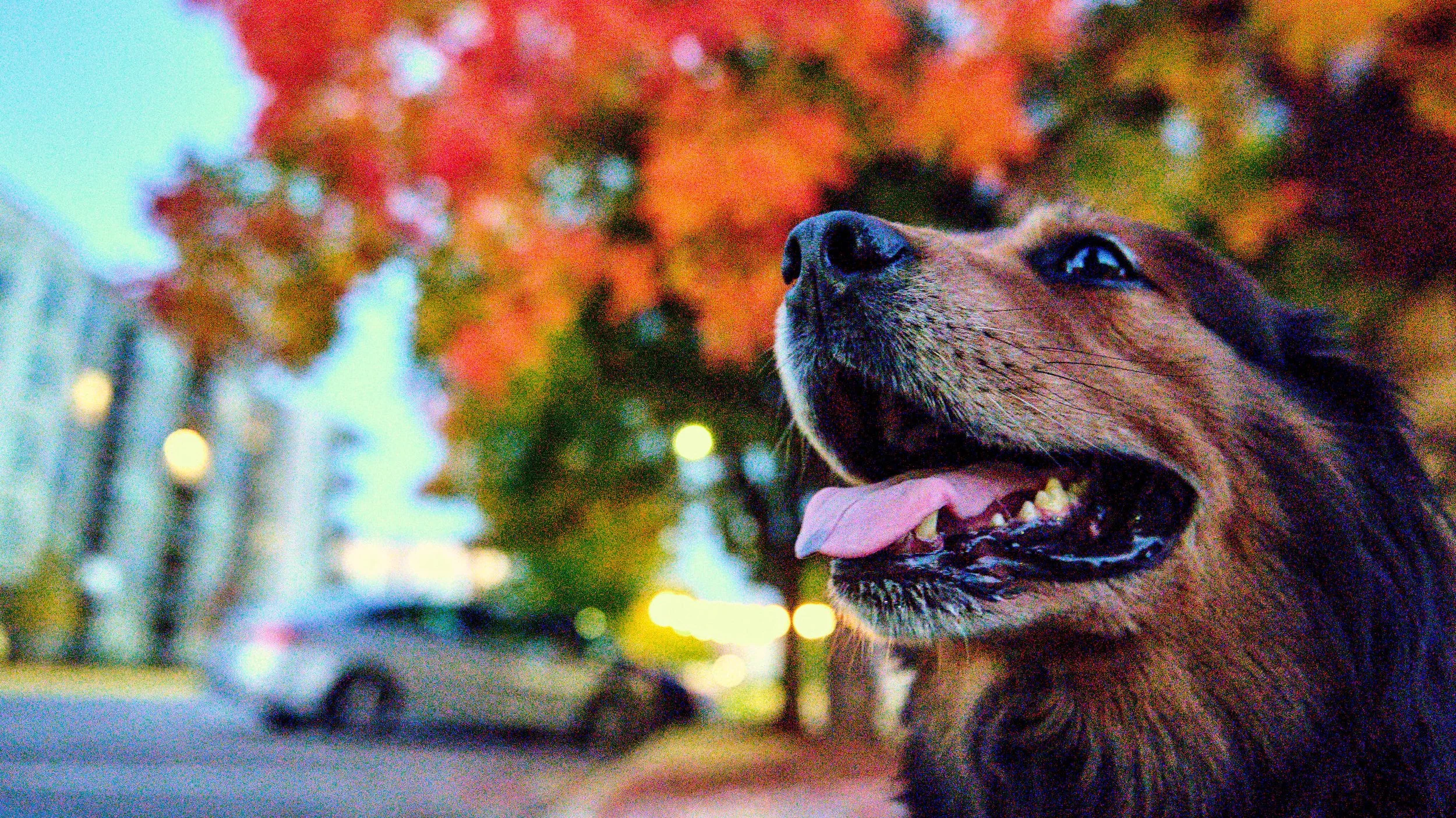 11.08.25 Fall in Birmingham-DMS_1064.jpg