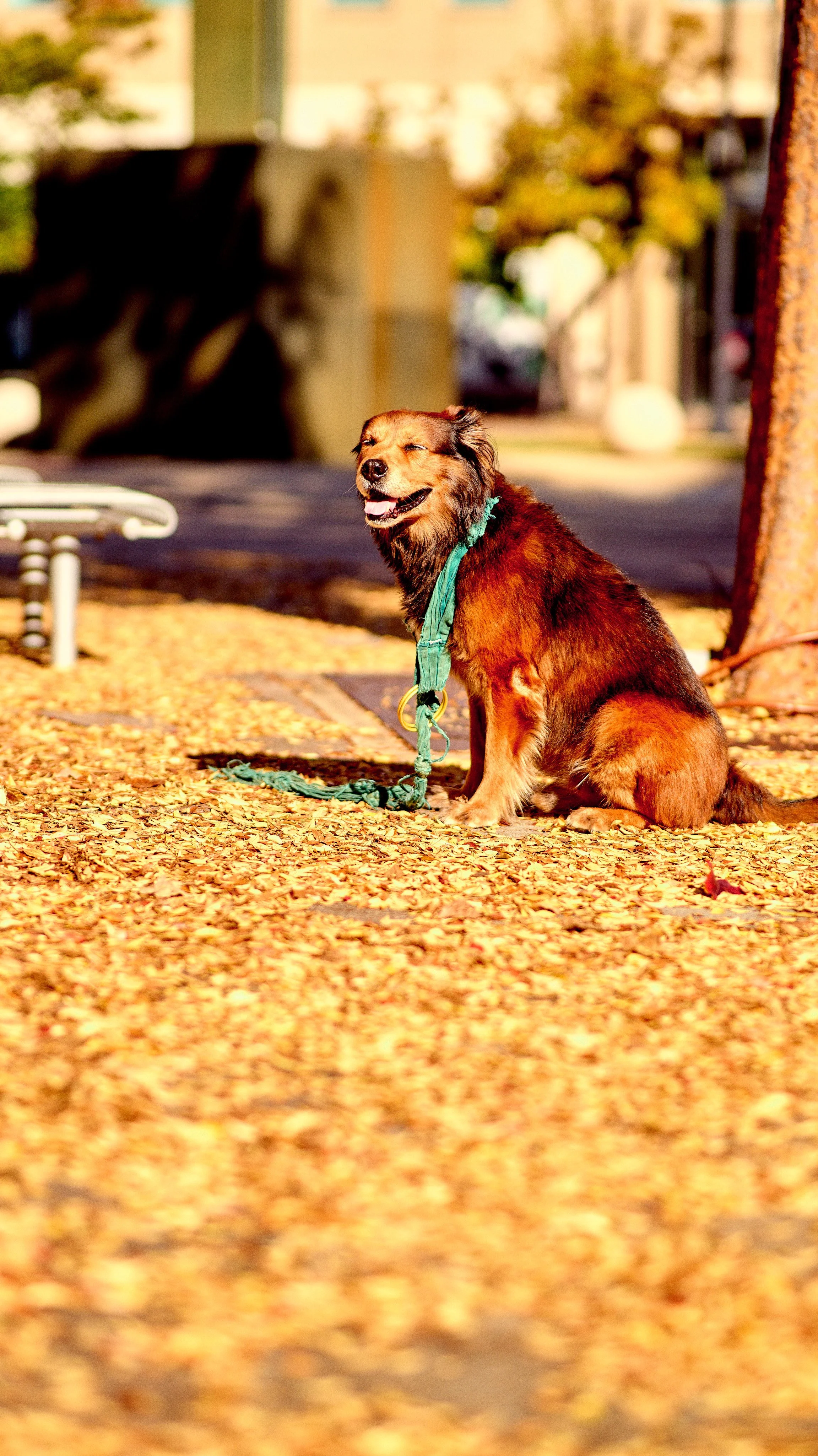 11.09.25 Fall in Birmingham-DMS_1083.jpg