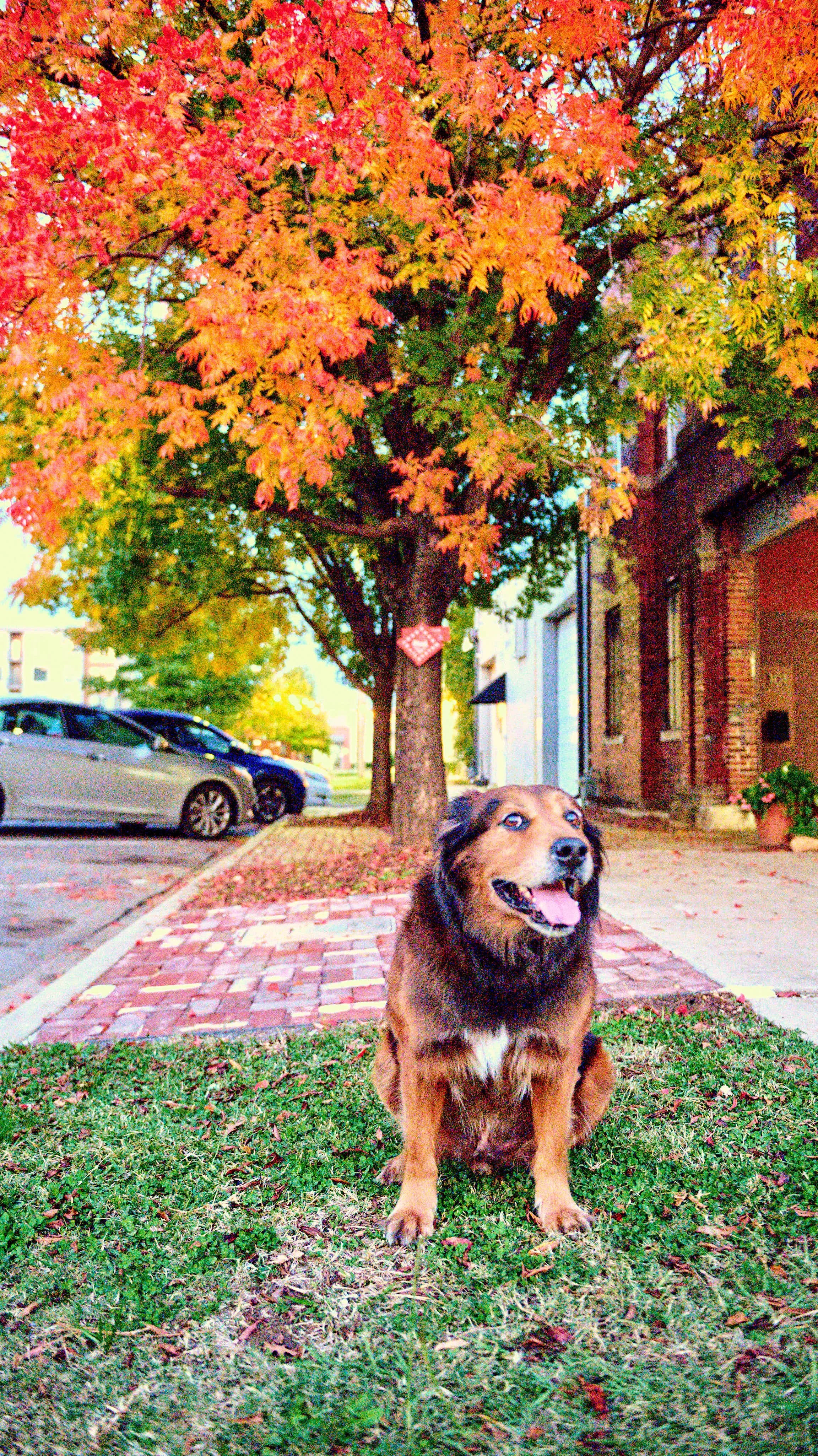 11.08.25 Fall in Birmingham-DMS_1050.jpg