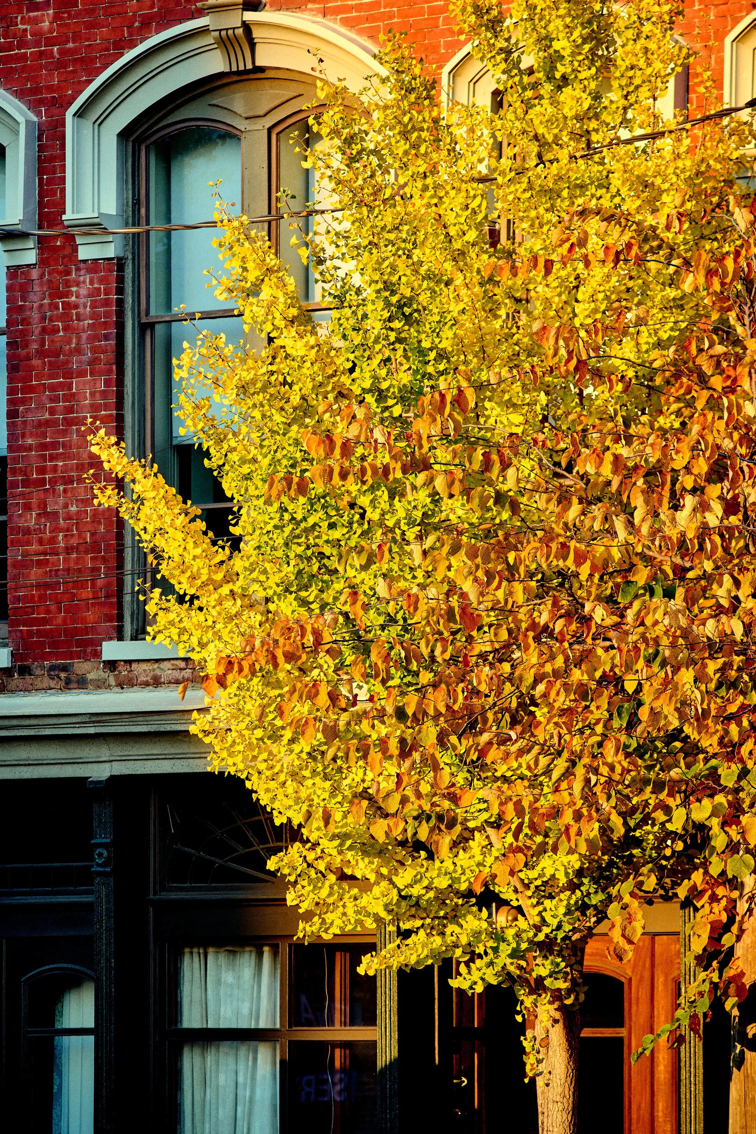 11.08.25 Fall in Birmingham-DMS_1031.jpg