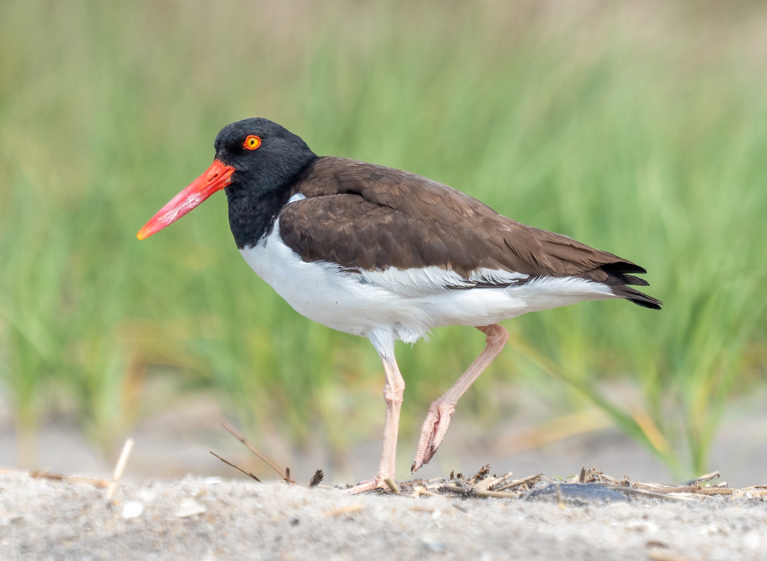 American Oystercatchers