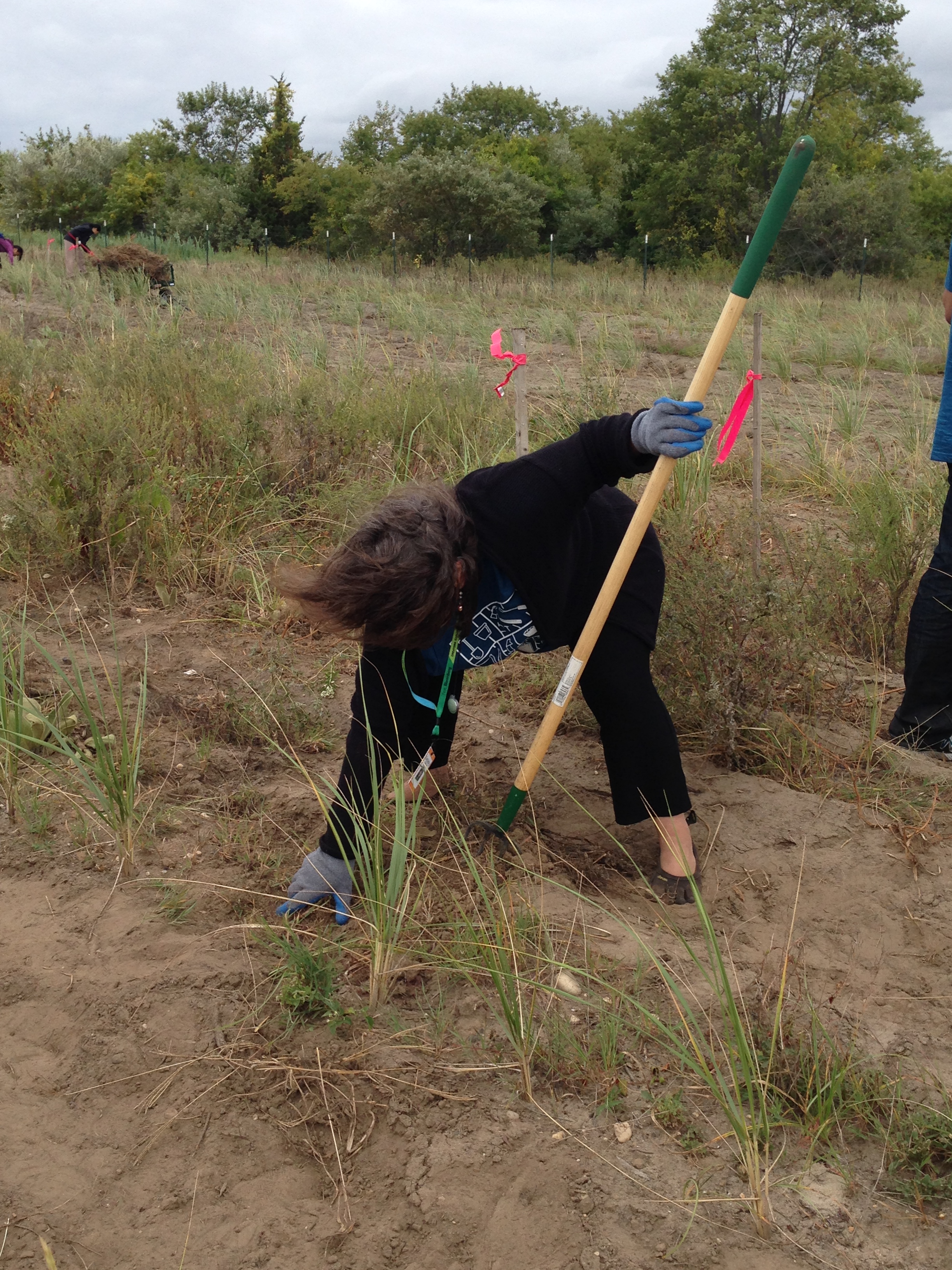 FBF Beach Grass Nursery Weeding 1.jpg
