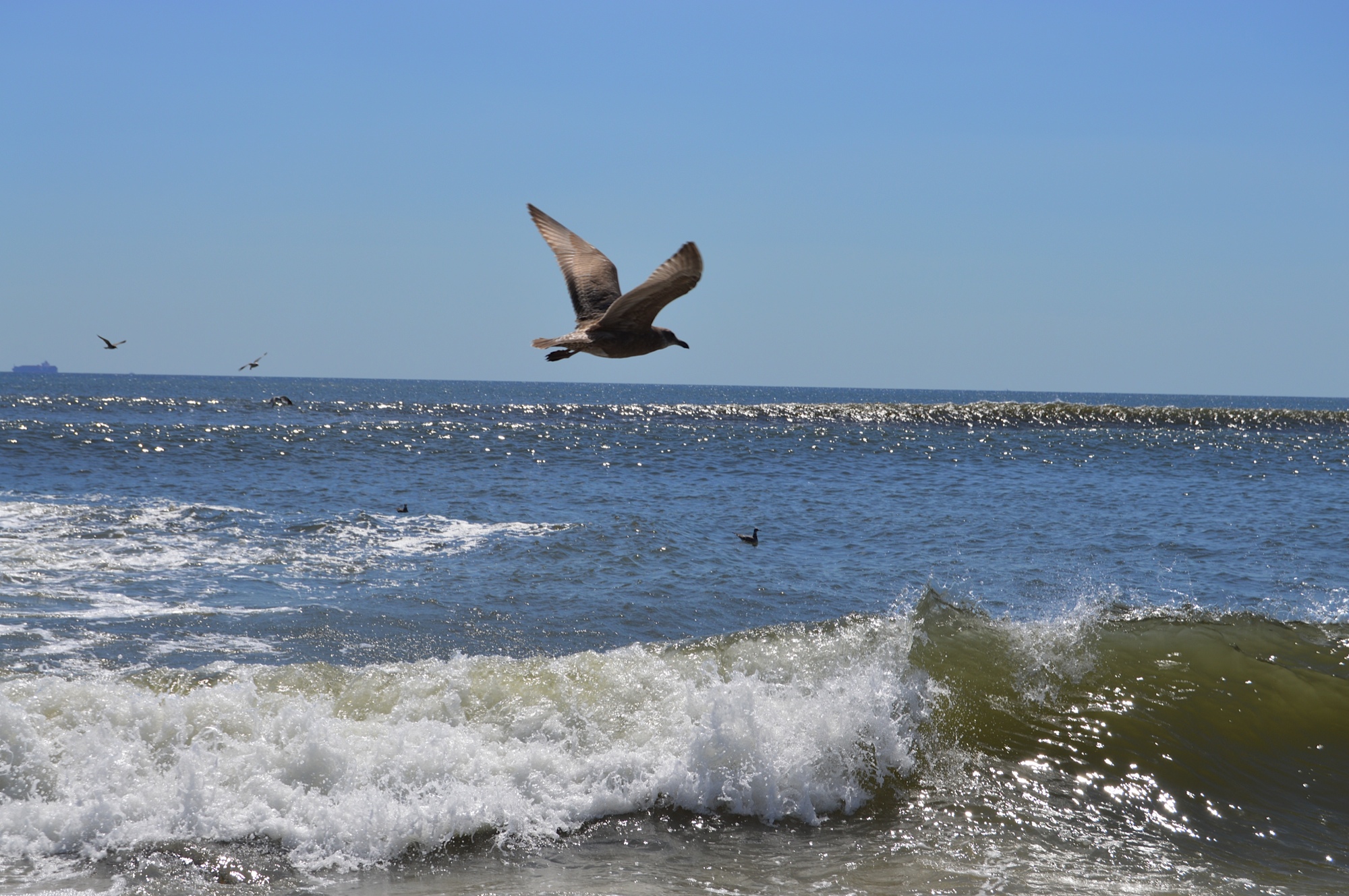 Fort Tilden Beach Bird 8-2014.JPG
