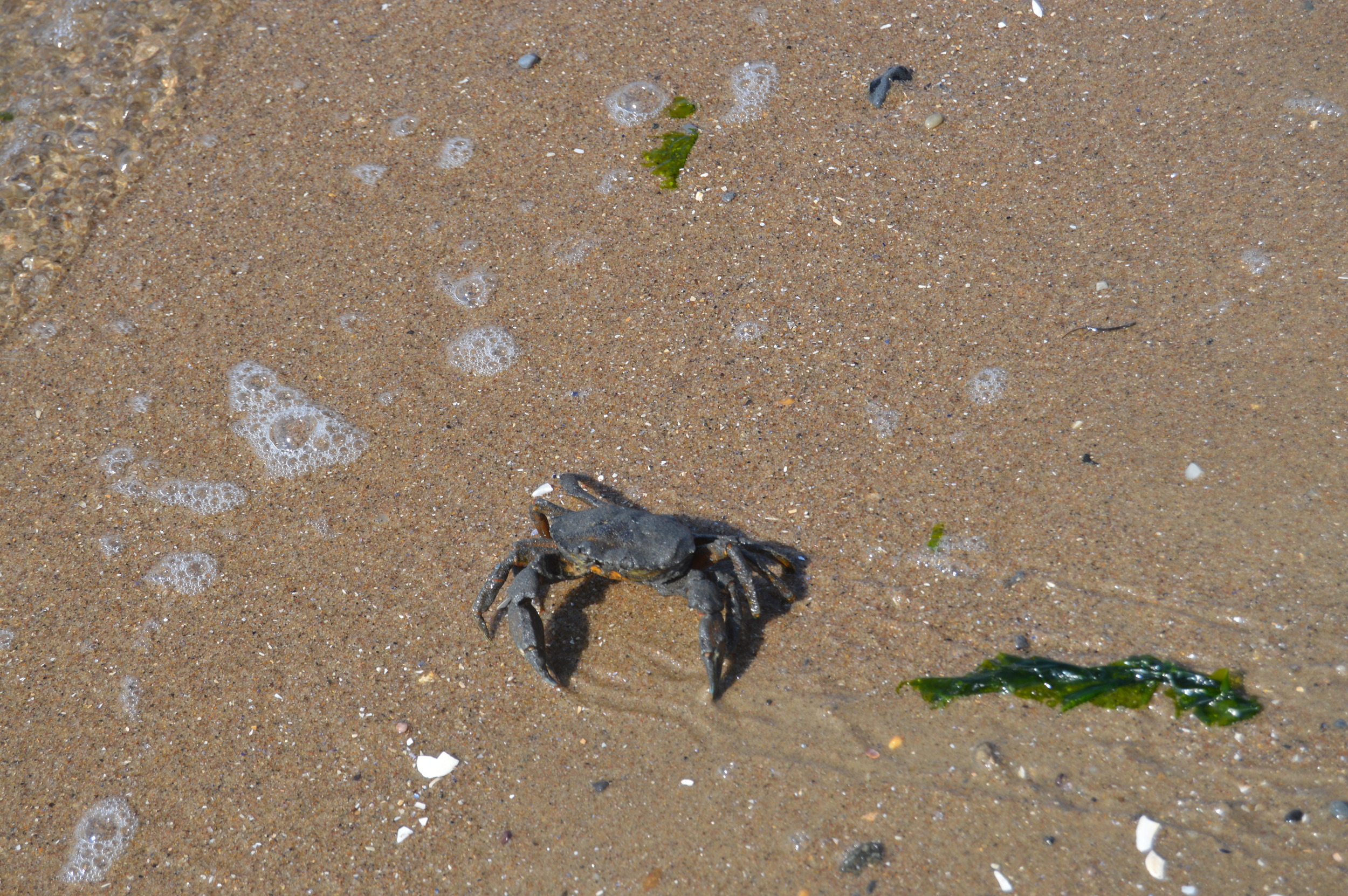 Plumb Beach Crab 9-20-2014.JPG