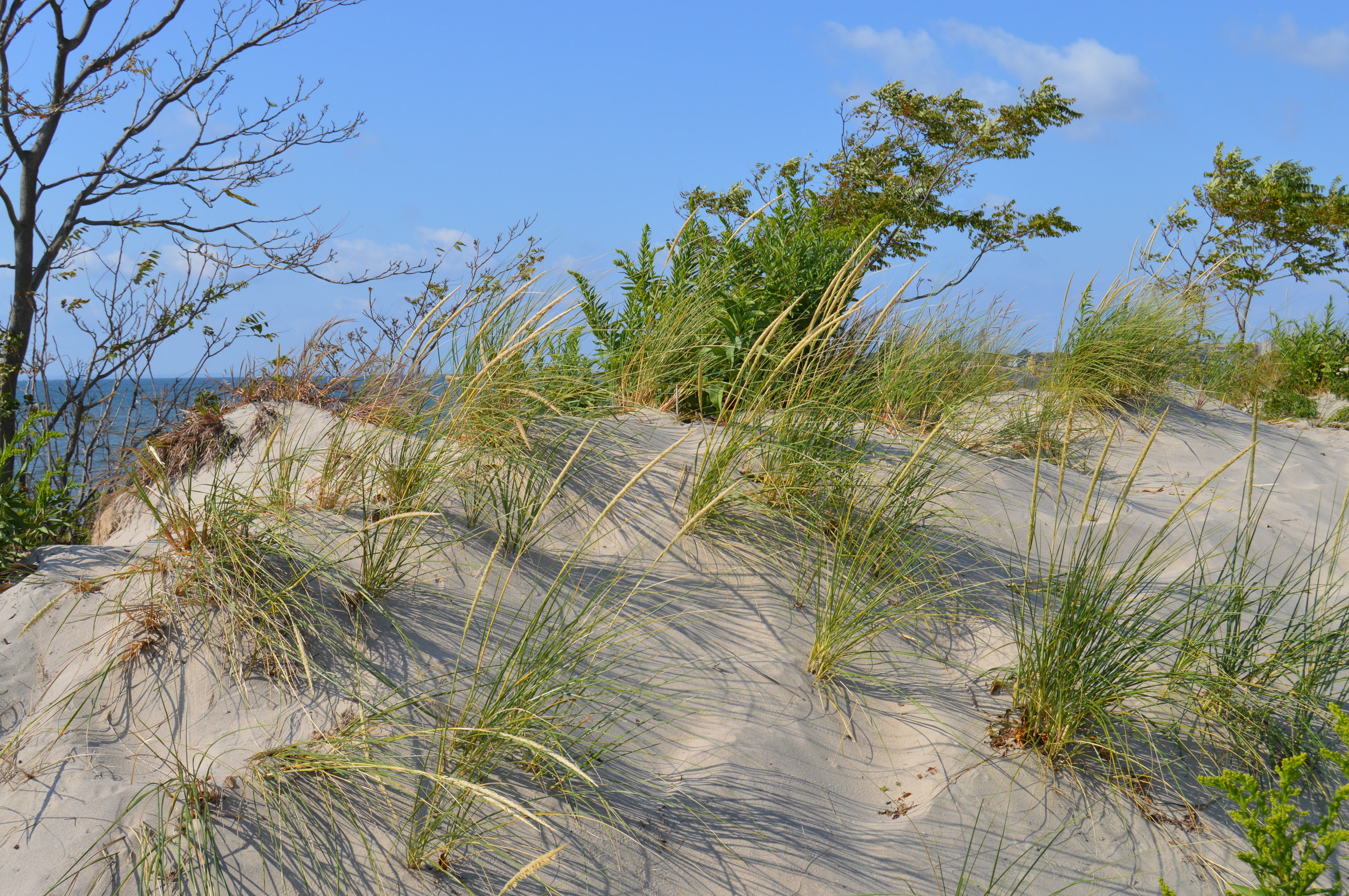 Plumb Beach Dune 9-20-2014.JPG