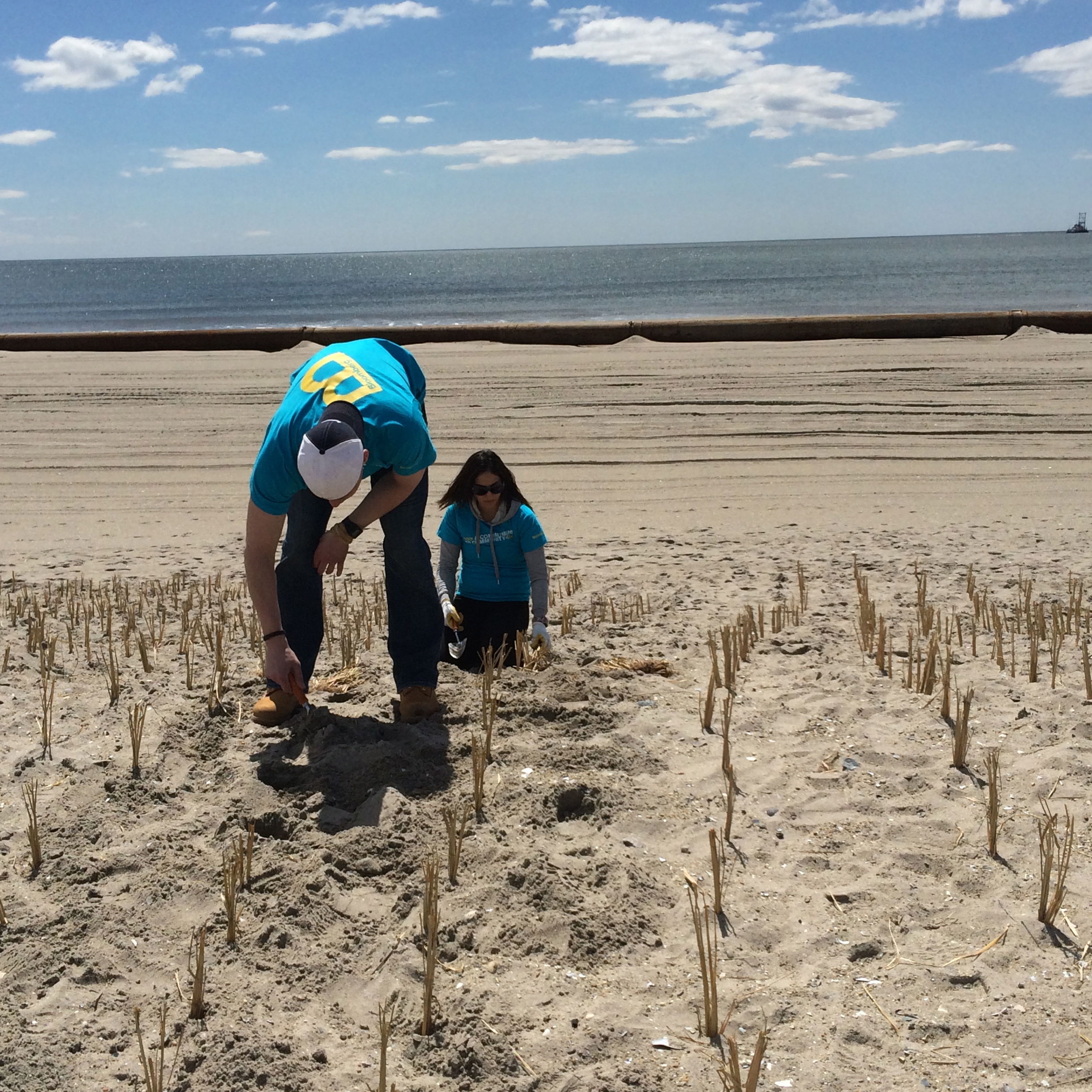  Volunteers plant beach grass on the dunes in Rockaway, fortifying the coast against sea-level rise. 