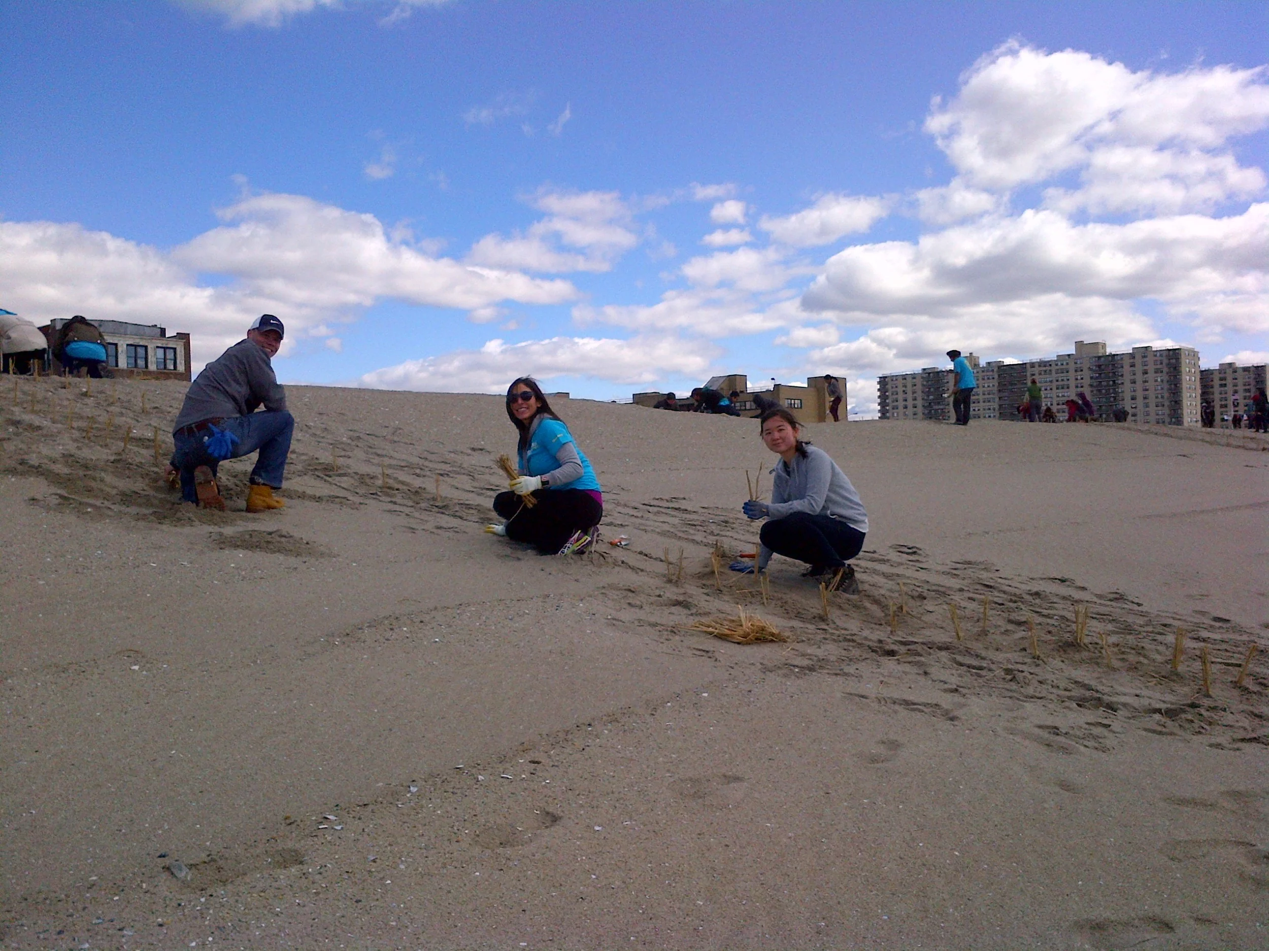 Volunteers plant beach grass to stabilize the dunes in Rockaway, which protects the shoreline from storm surges.