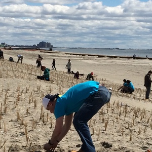  Beach grass is planted in rows on the Rockaway dunes to stabilize the sand and make the coast more resilient.&nbsp; 