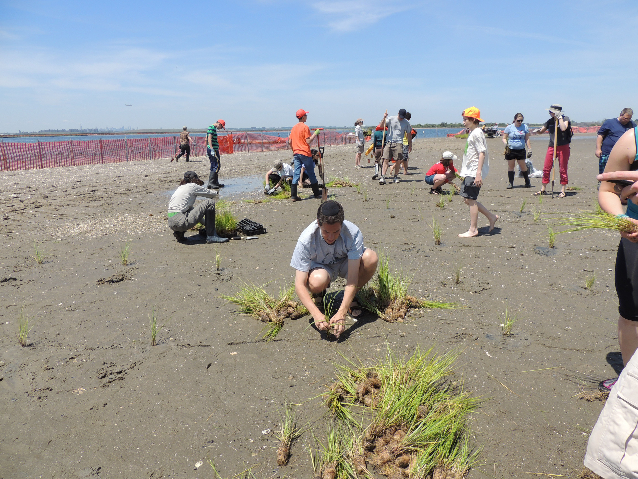  Planting beach grass plugs in Rockaway provides shoreline protection to coastal communities. 