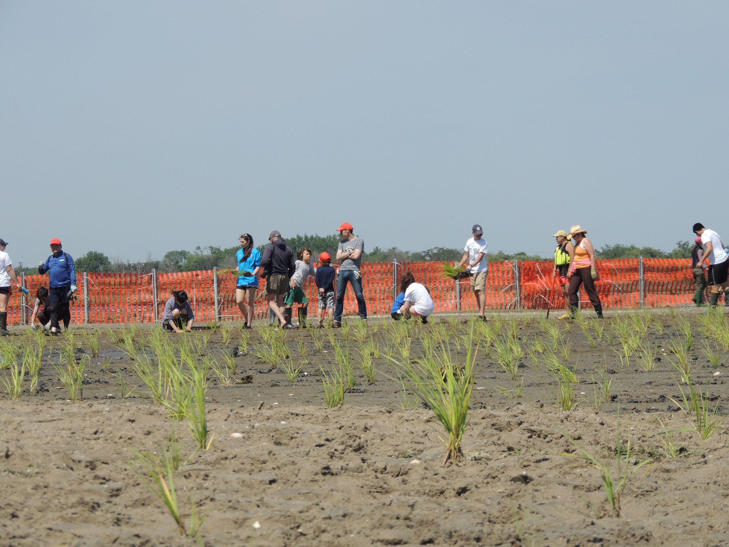  It is ideal to plant beach grass during its dormancy period from November through the end of March, provided the sand is not frozen. 