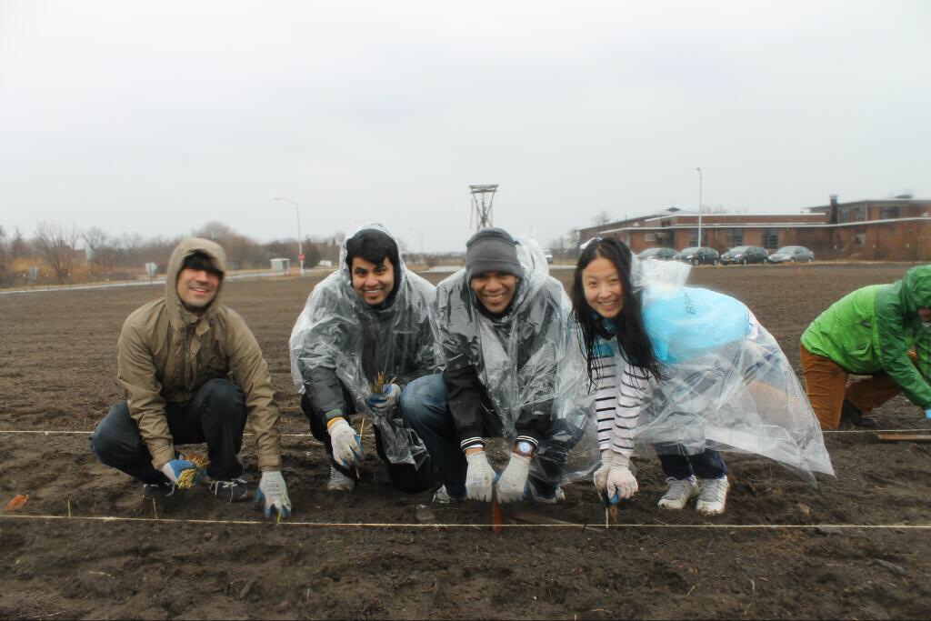  Volunteers plant beach grass at the 3.25-acre nursery at Floyd Bennett Field. 