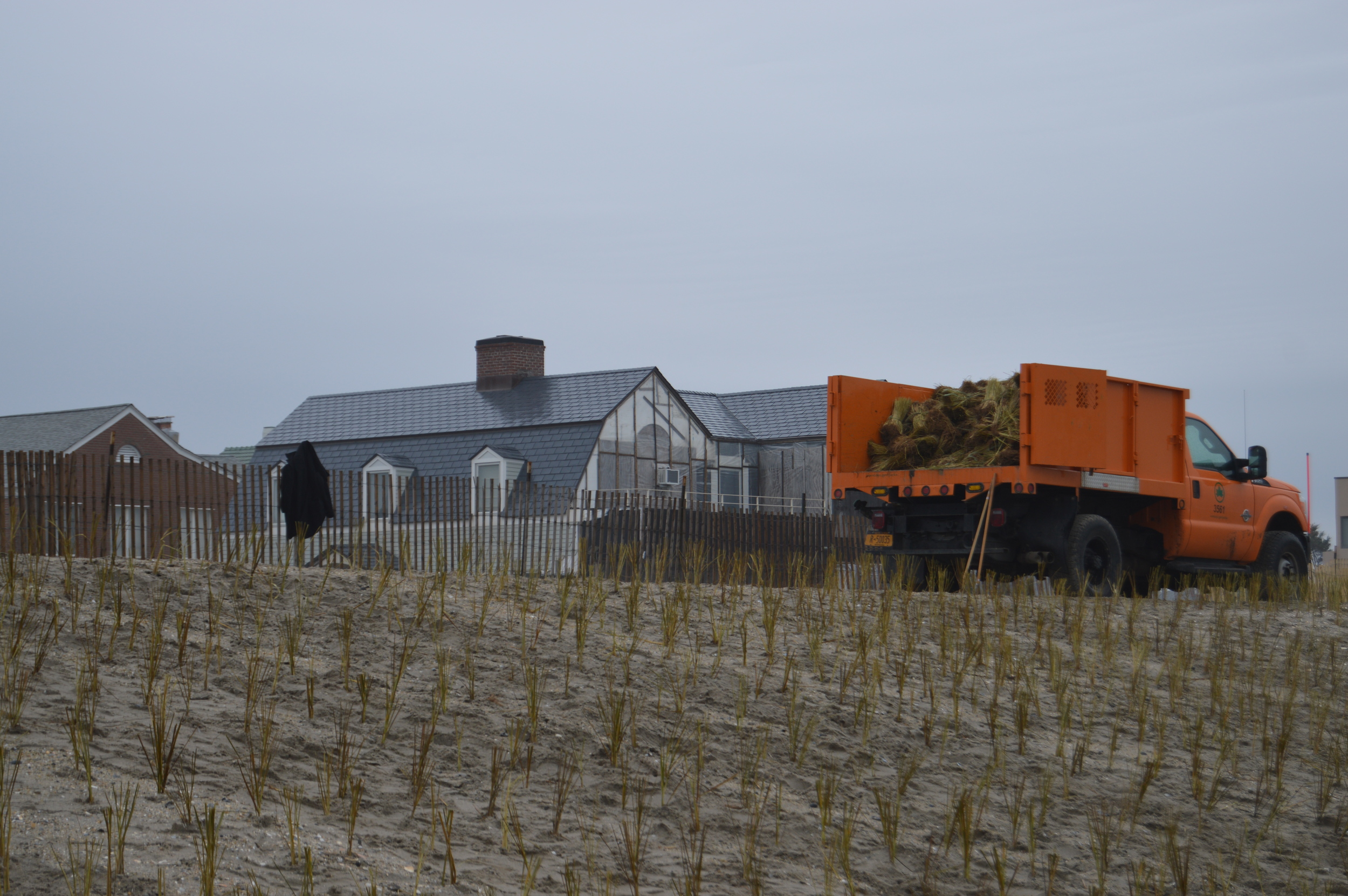  Twenty-thousand culms of beach grass will provide additional coastal protection to the Rockaway peninsula. 