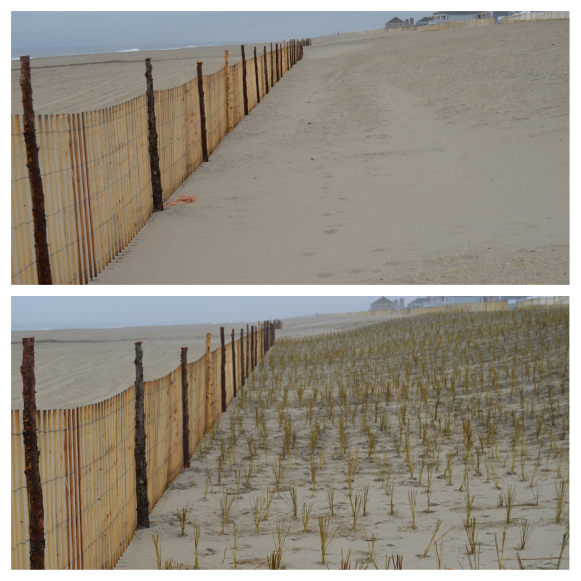  A before and after photograph of the Rockaway dunes after a hard day's work of planting beach grass. 