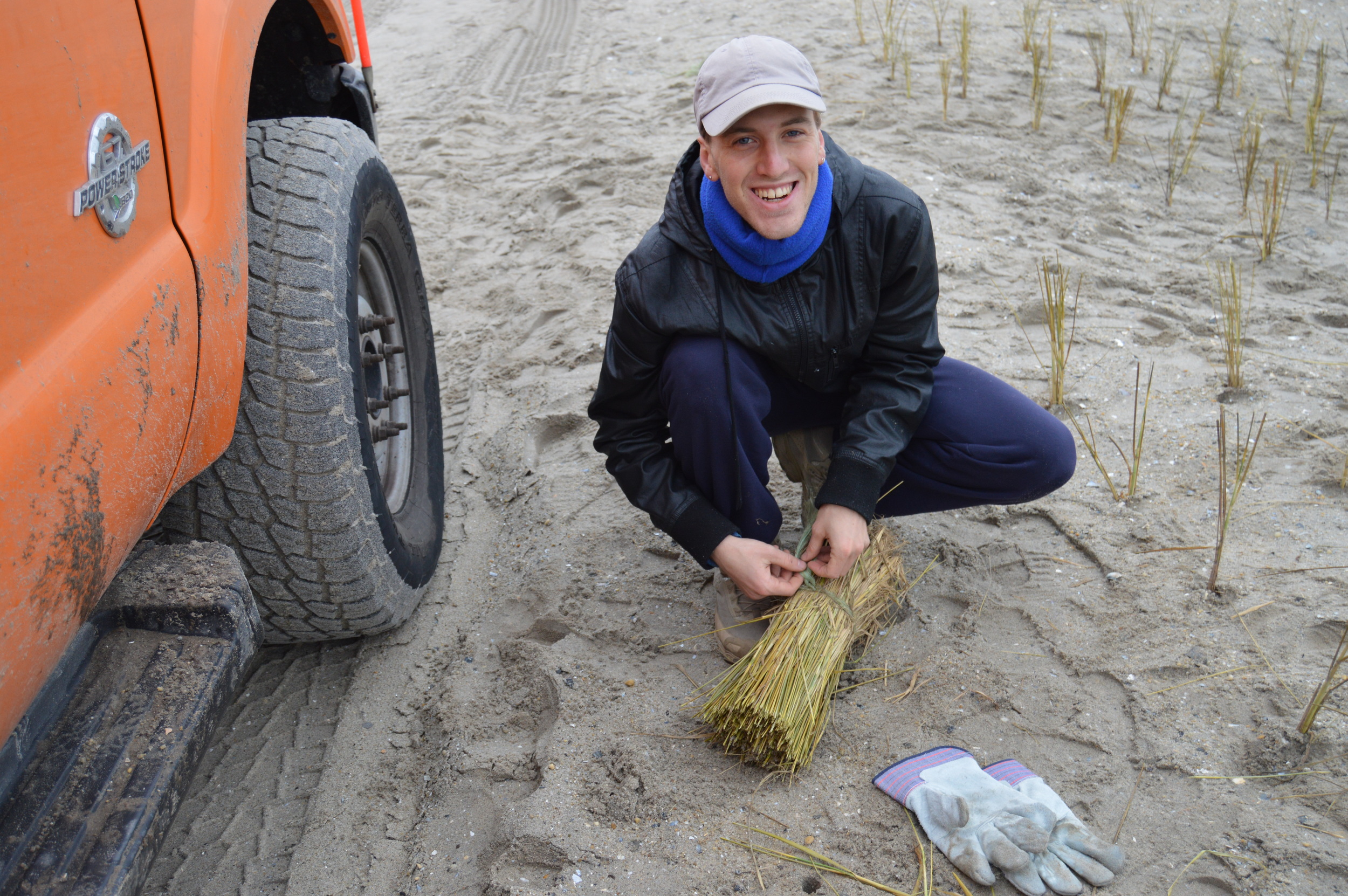  A volunteer prepares to plant a bundle of beach grass culms on the dunes in Rockaway. 