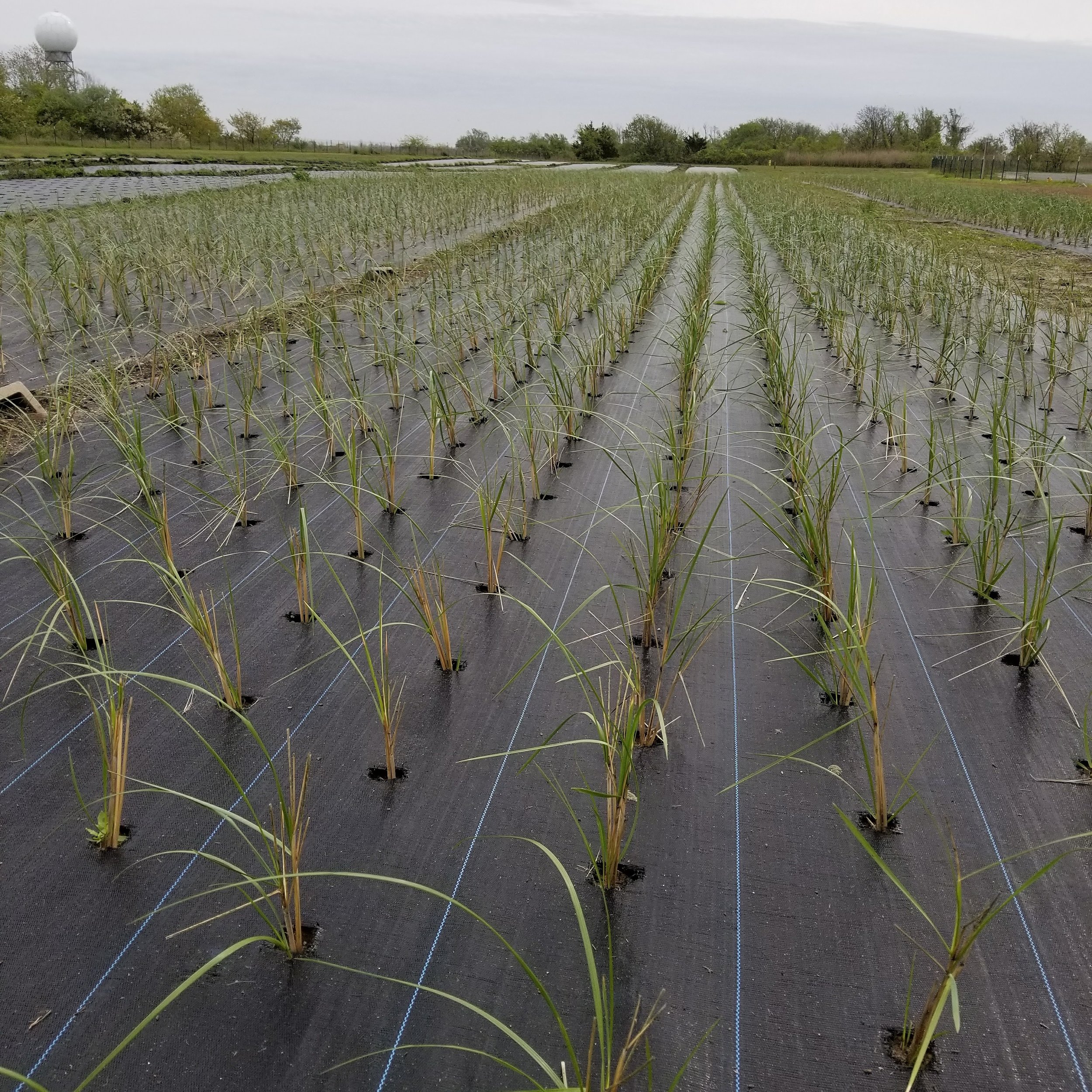 Restoration and Stewardship — Jamaica Bay-Rockaway Parks Conservancy