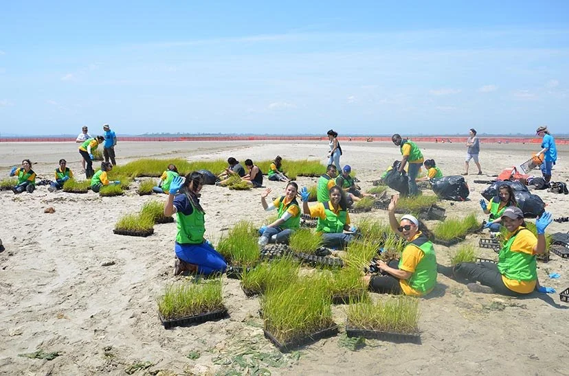 Marsh Planting Vols.jpg