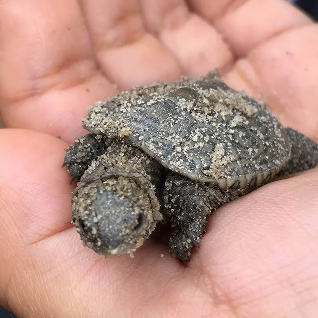 turtle.jpeg