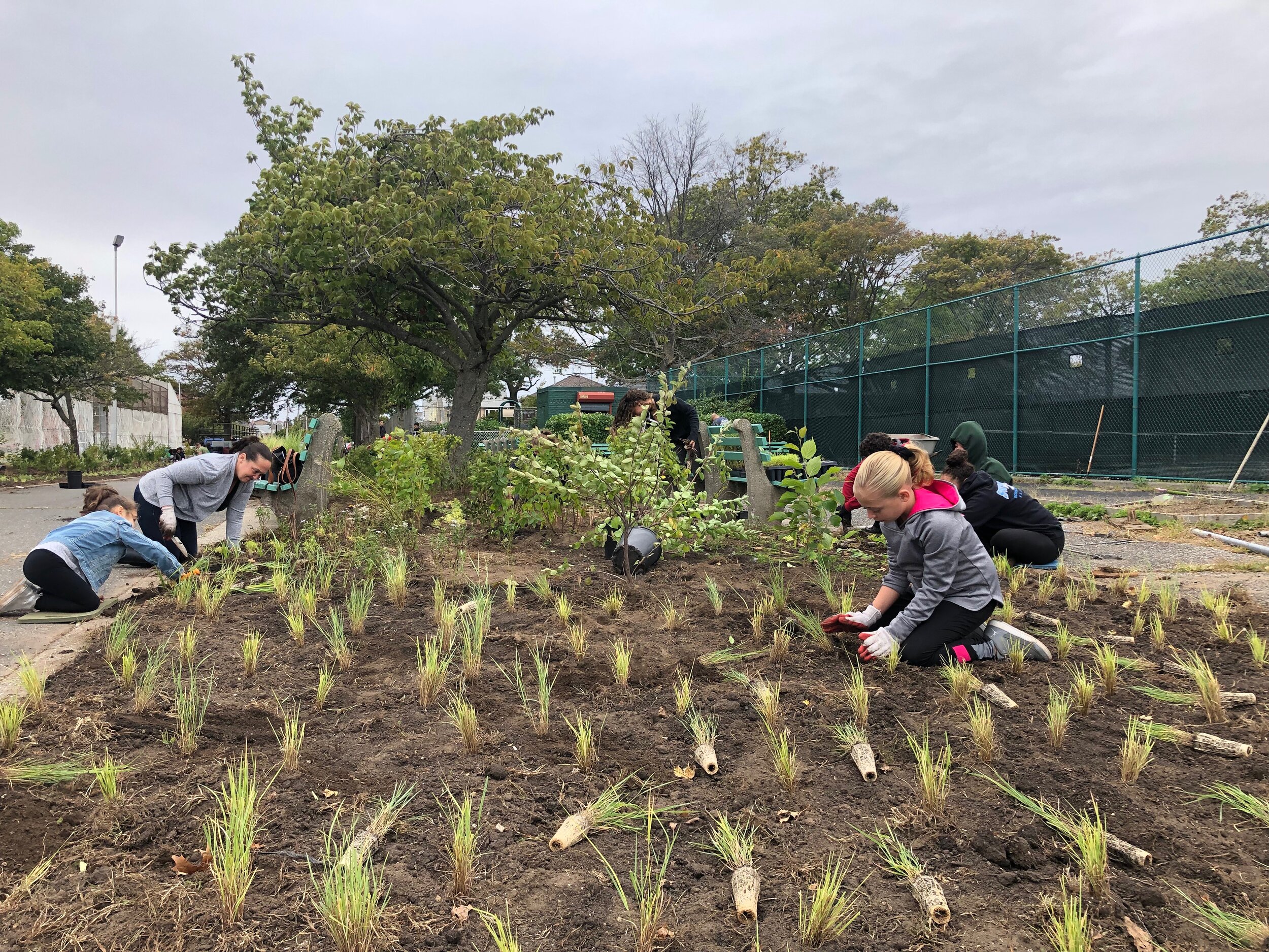Volunteers helping plant 9,000 native shrubs and perennials