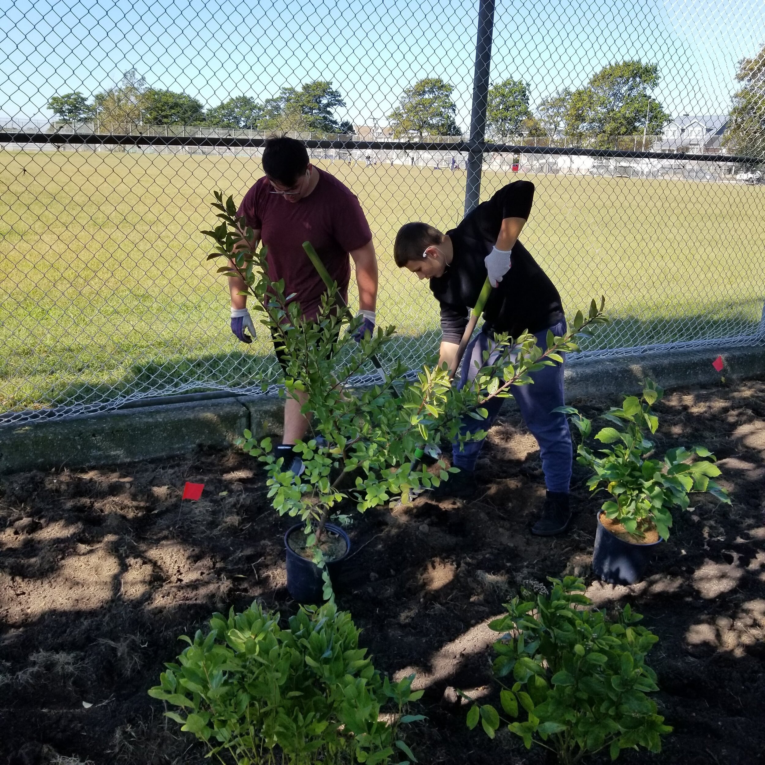 Volunteers help plant shrubs