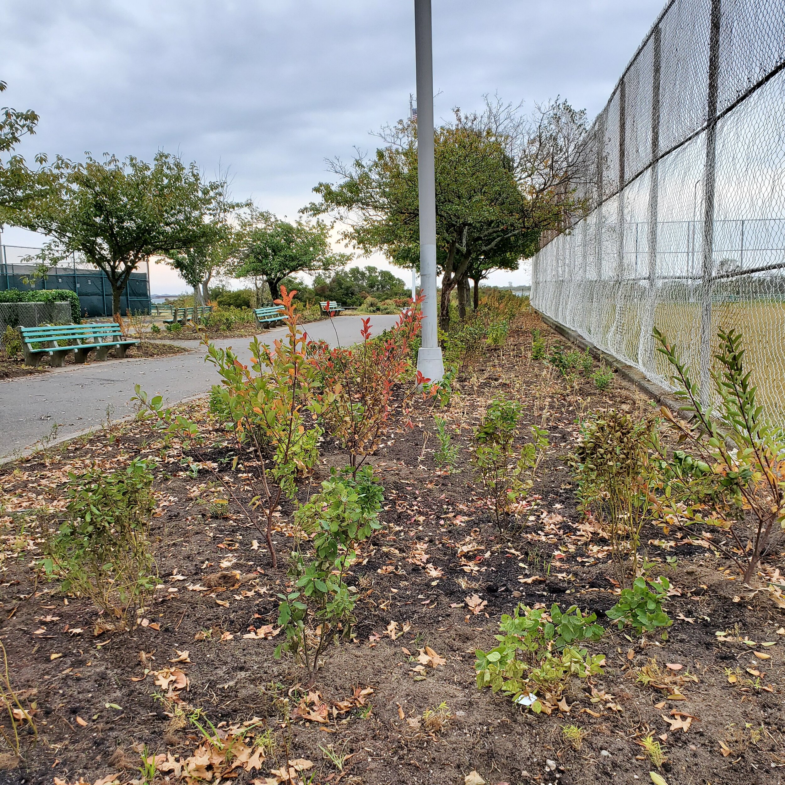 Native shrubs and perennials along the central pathway