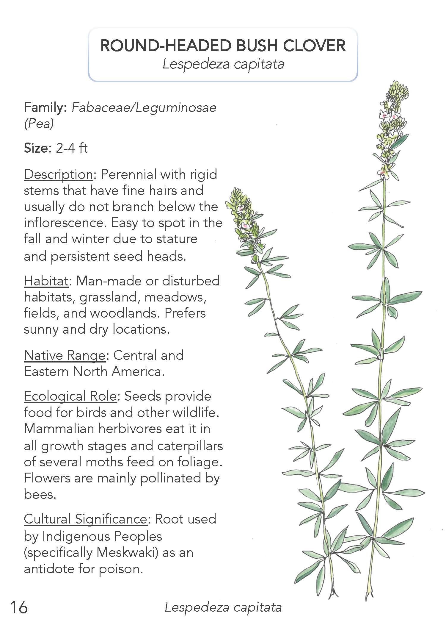 Field Guide 2022 Update_Page_18.jpg