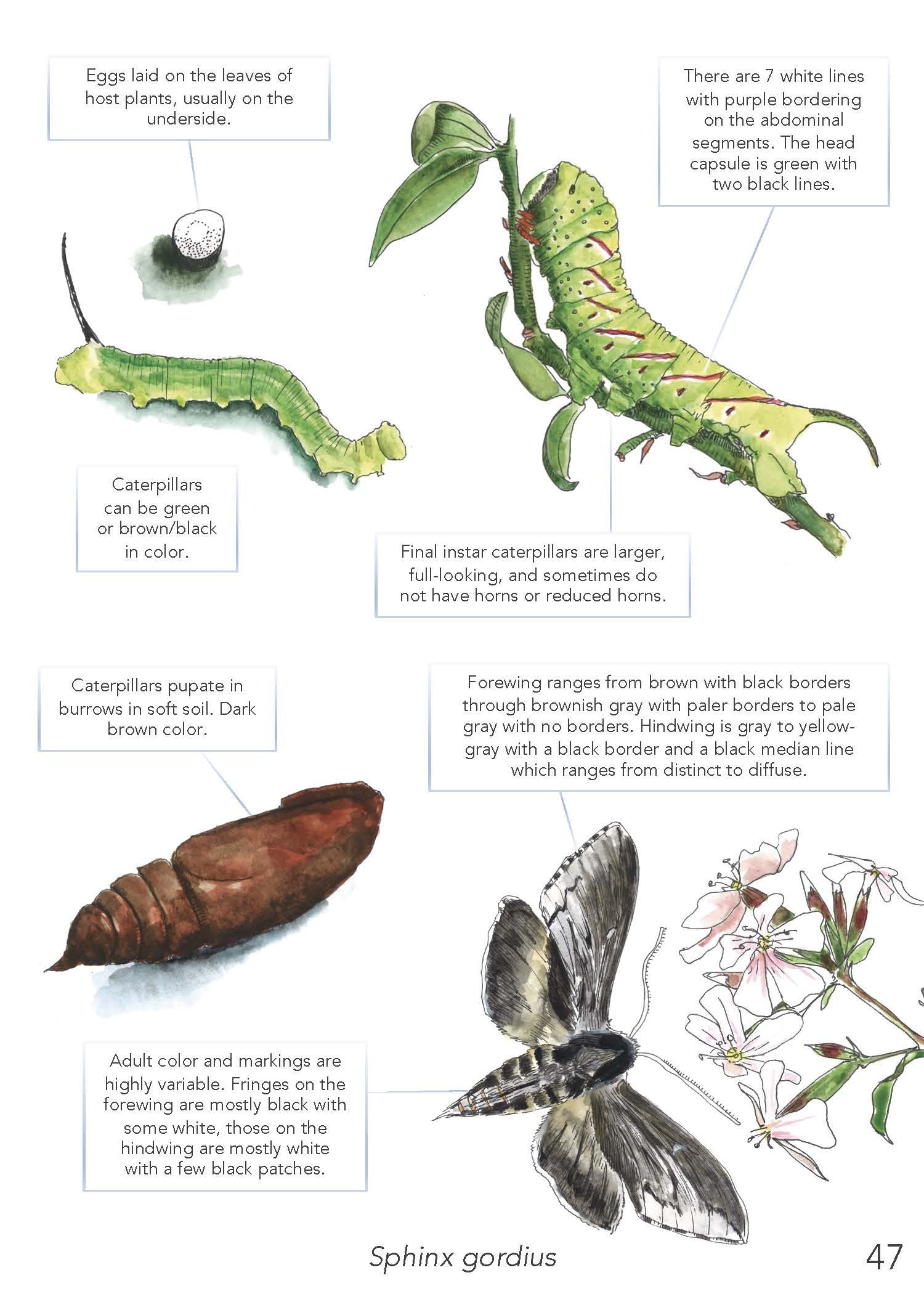 Field Guide 2022 Update_Page_49.jpg