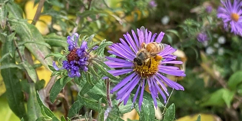 Pollinator Pals: A JBRPC &amp; Edgemere Farm Works Family Program