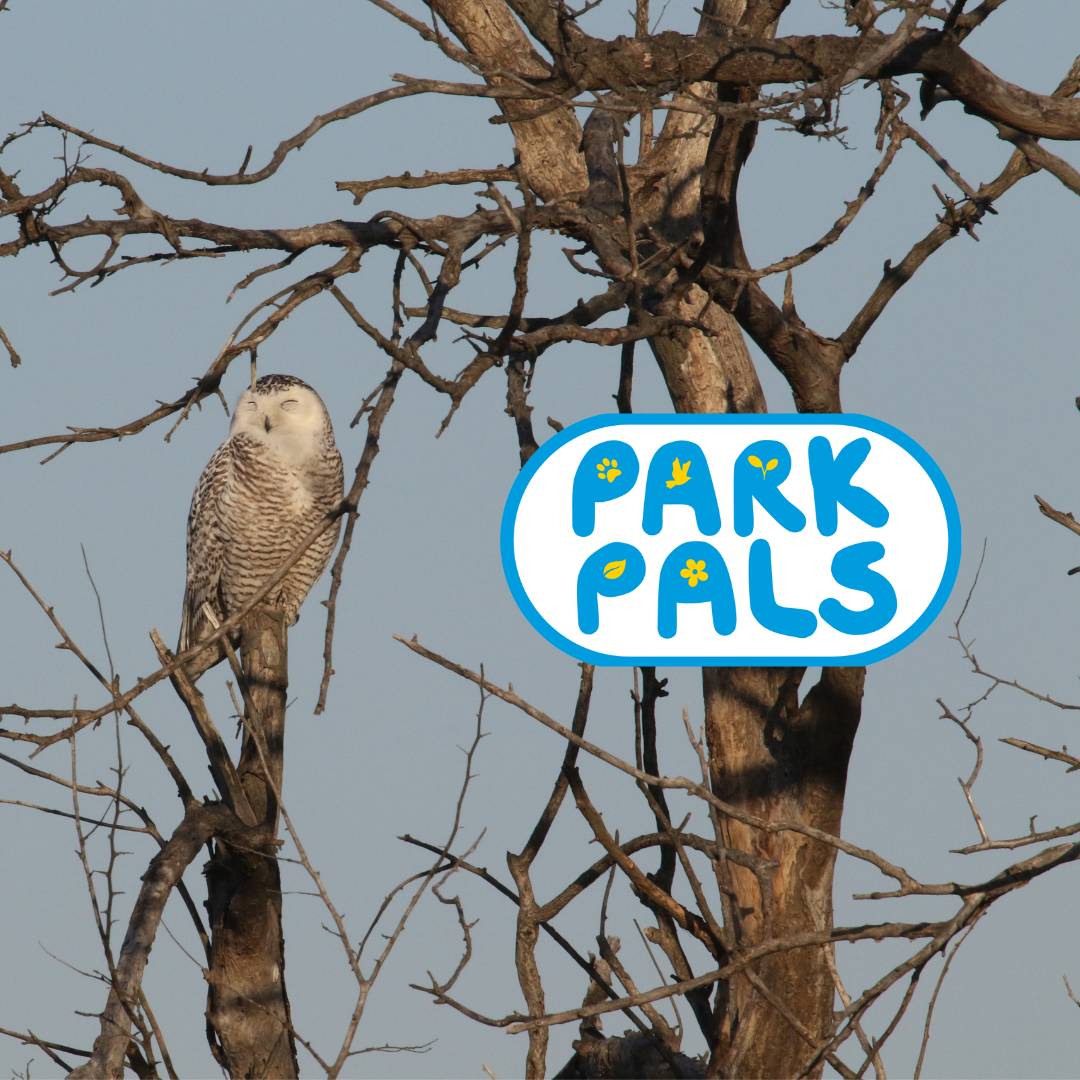 Park Pals: Good Night, Good Morning - Nocturnal Animals